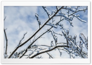 Branches Engulfed In Ice 2