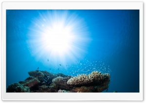 Pacific Ocean Underwater Animals