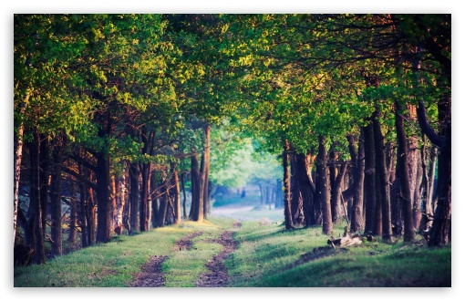 Download Beautiful Forest Path, Summer UltraHD Wallpaper