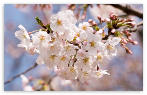 Download A Sakura UltraHD Wallpaper - Wallpapers Printed