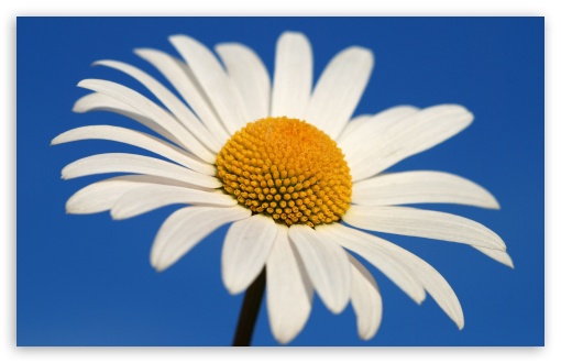 Download White Daisy Against A Blue Sky UltraHD Wallpaper - Wallpapers