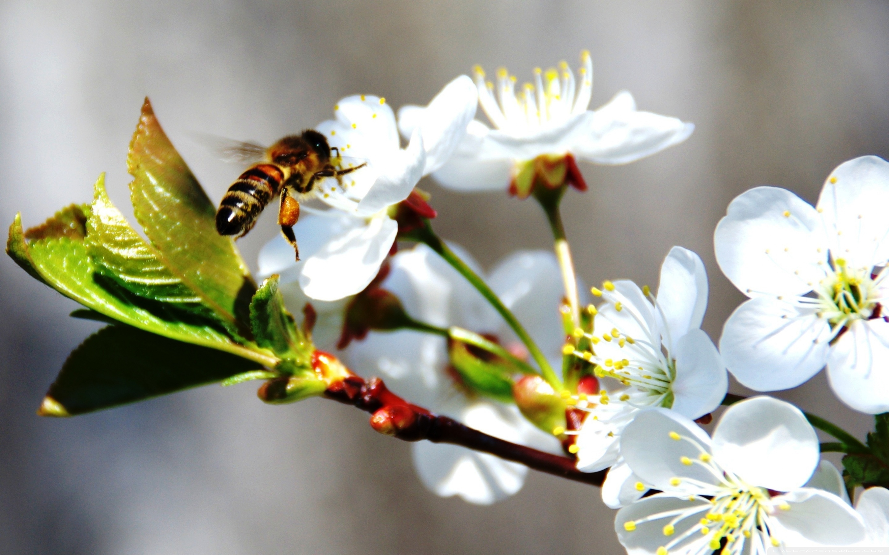 Цветущая яблоня и пчелы