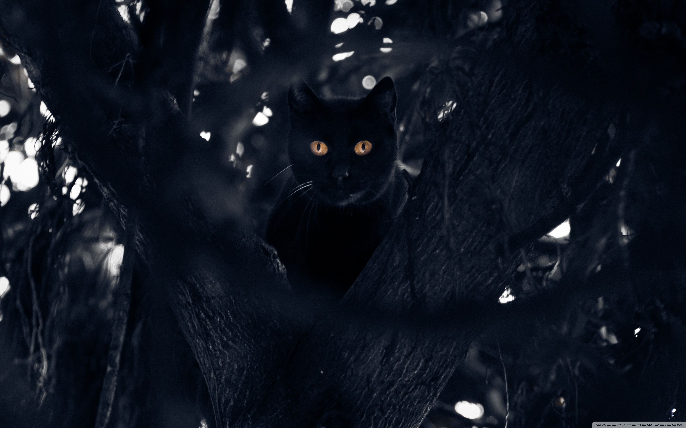 Сказочный черный кот. Чёрный кот. Черный кот в лесу. Чёрные коты в лесу. Пятница 13 кошка.
