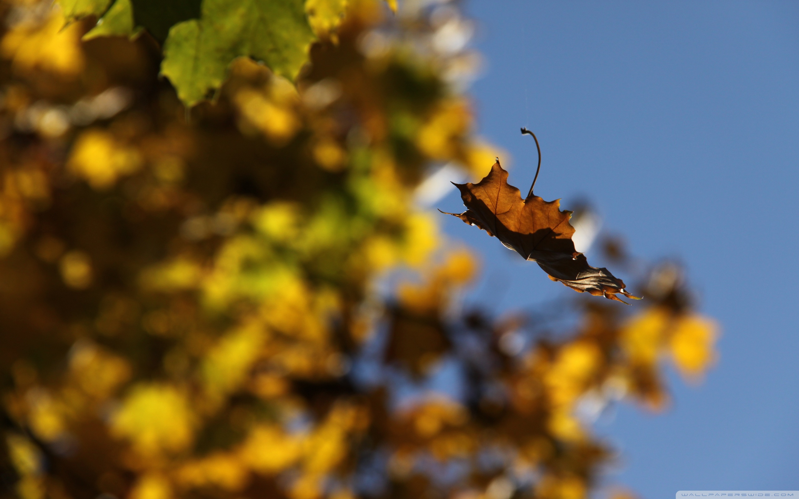 Падающие осенние листья