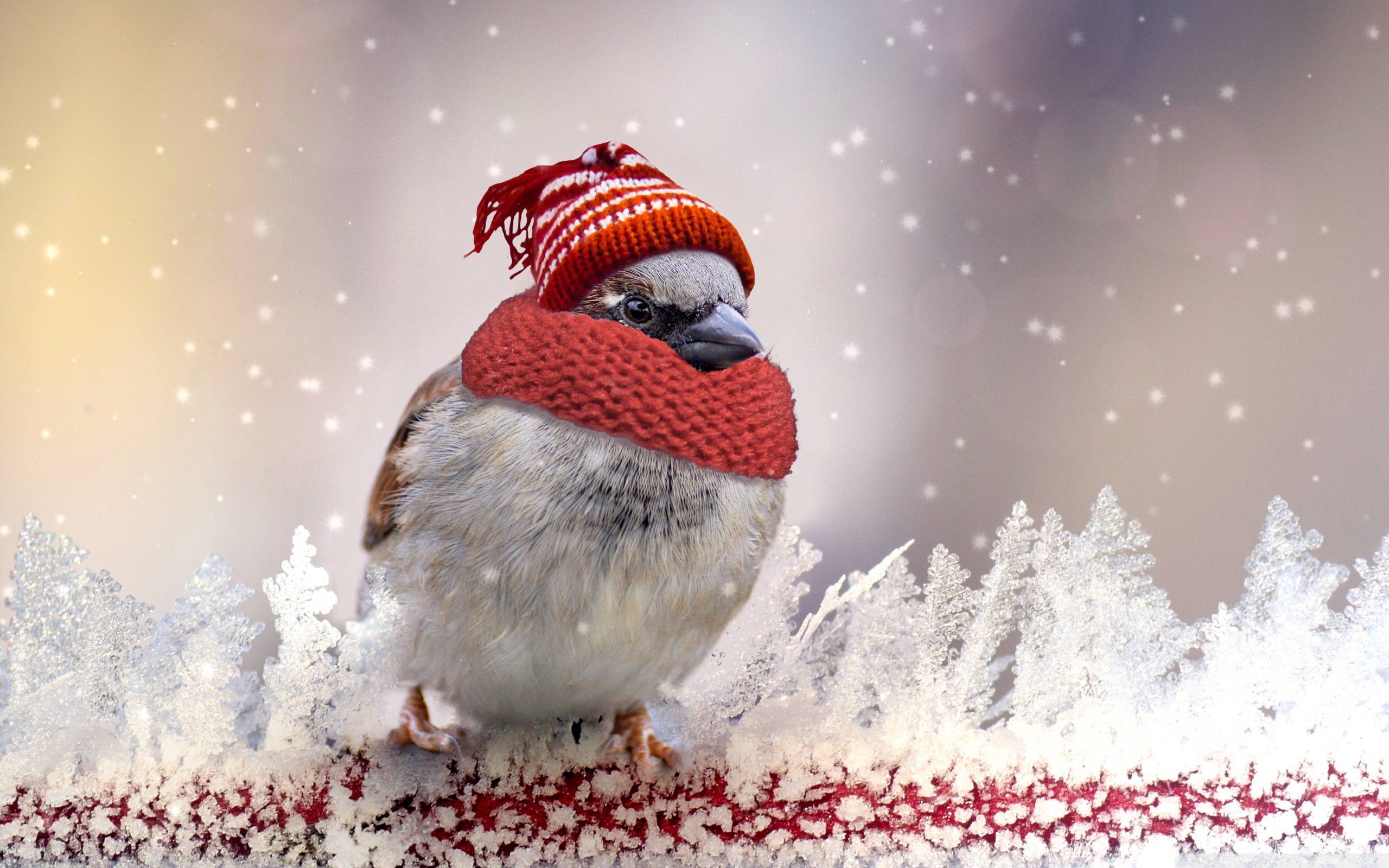 С добрым утром зимние картинки позитивные красивые. Доброе морозное утро. Птица в шапке. Доброе Снежное утро. Доброе утро зима.