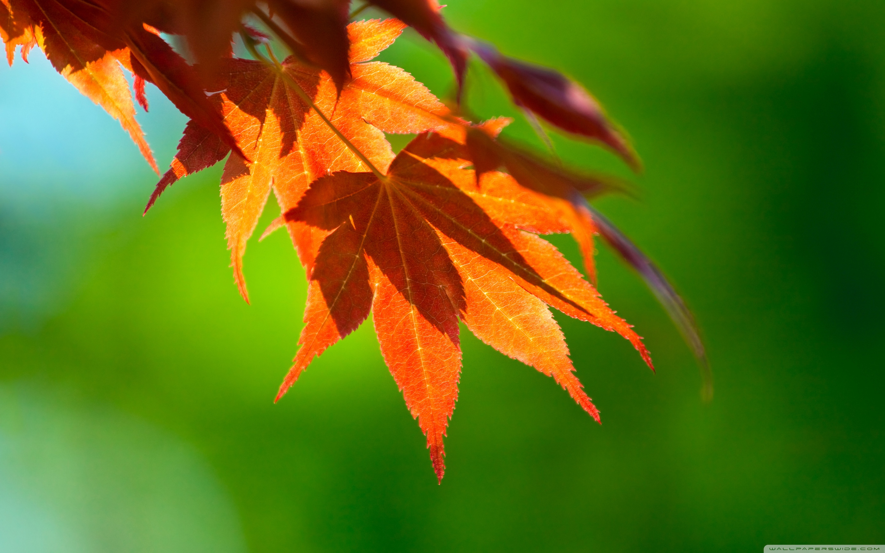 Листьев все это лучше. Красивые листья. Осень. Осенние листья. Кленовый лист макро.