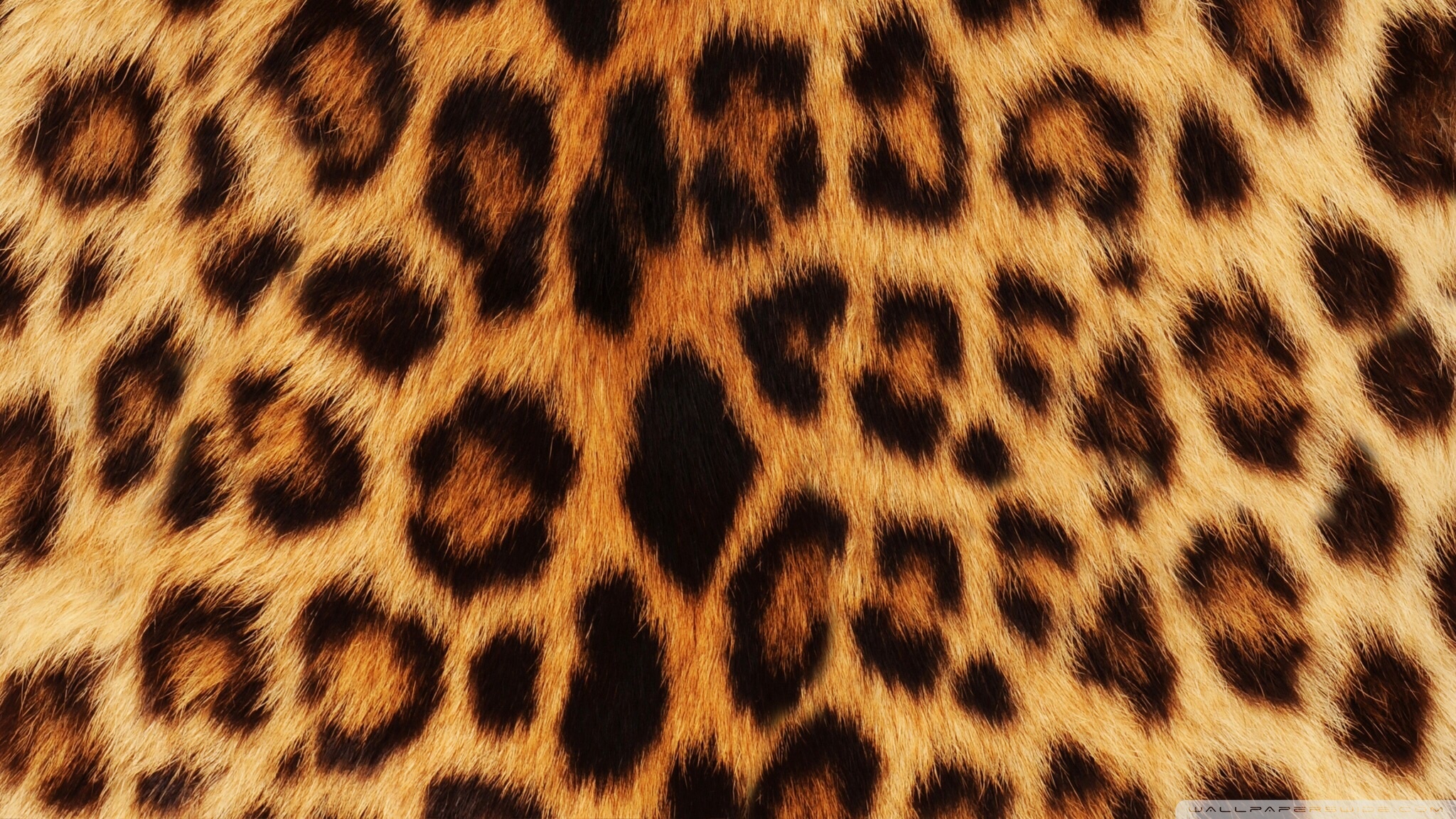 Леопард фон