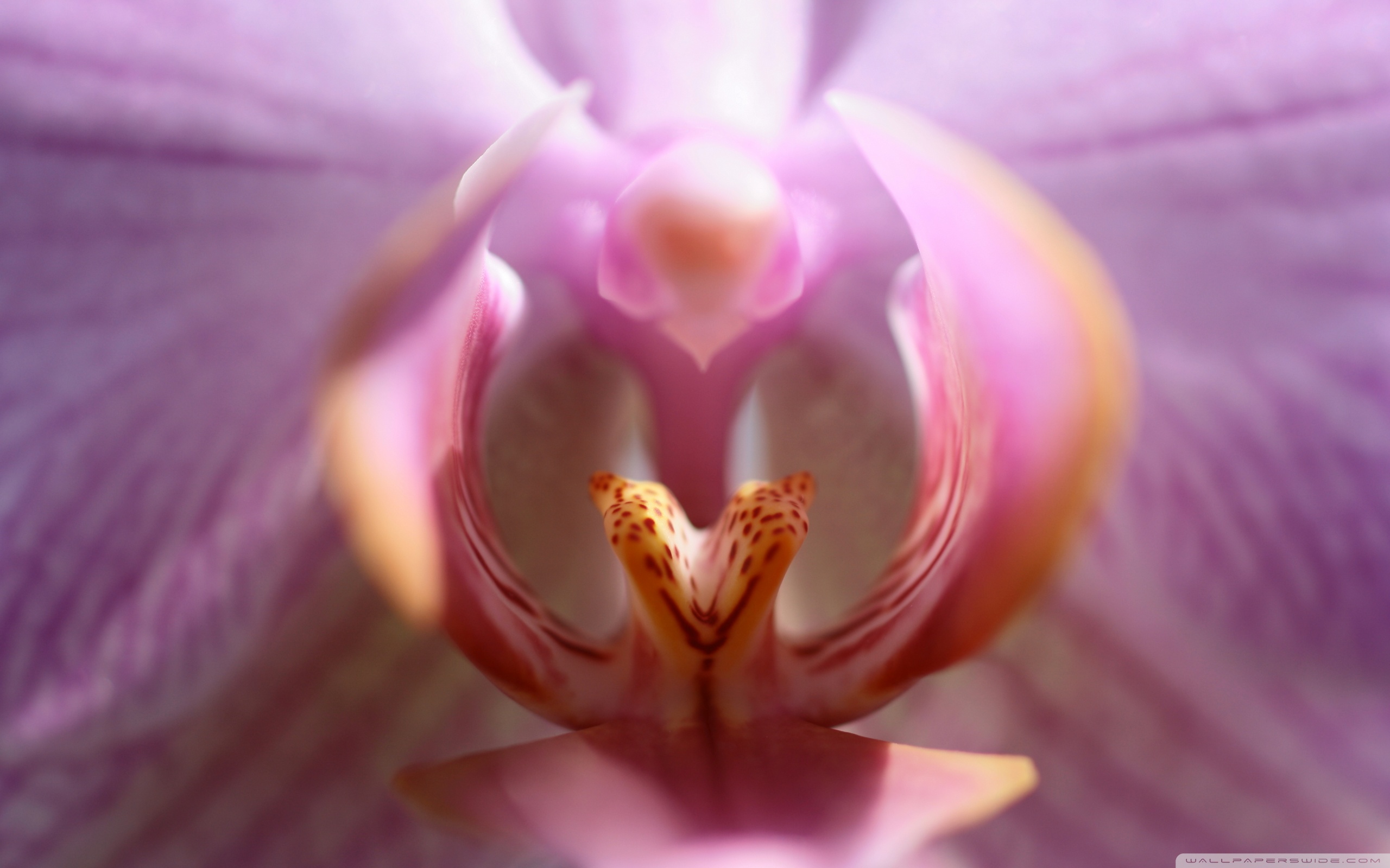 Половые розочки. Фаленопсис Нептун. Фаленопсис манго. Орхидея фаленопсис Сан Диего. Цветок похожий на женские органы.