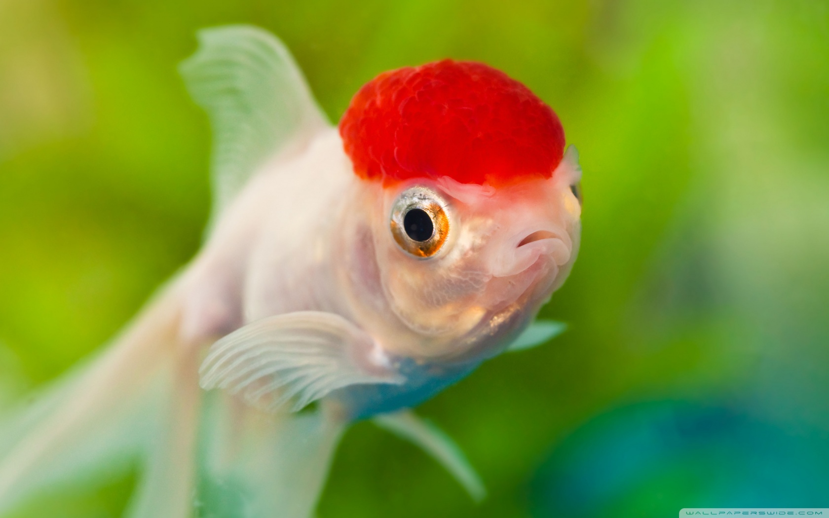 Золотая рыбка красная шапочка фото