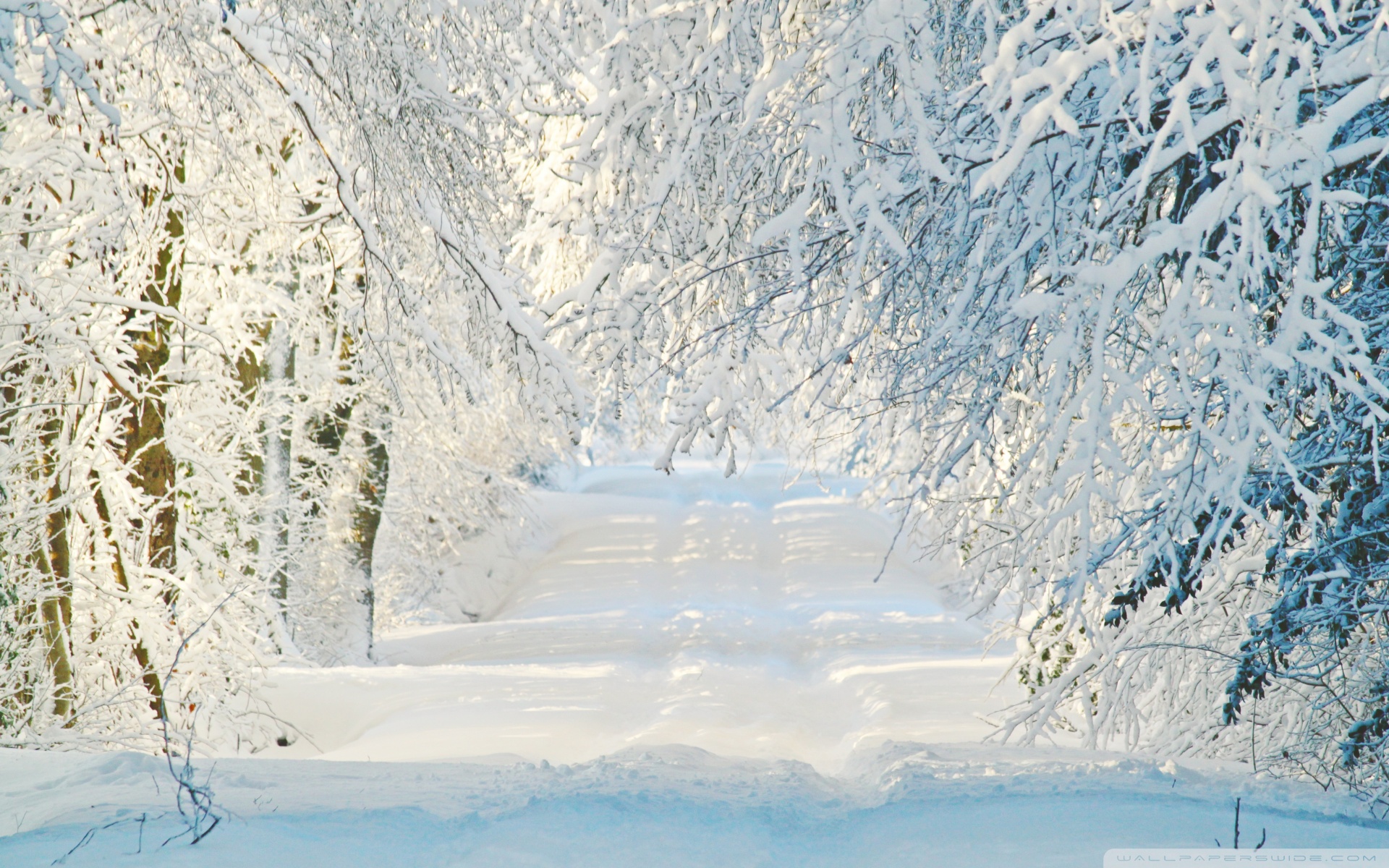 Красивая картинка со снегом. Снежный пейзаж. Зимняя природа. Зима снег. Зимний фон.