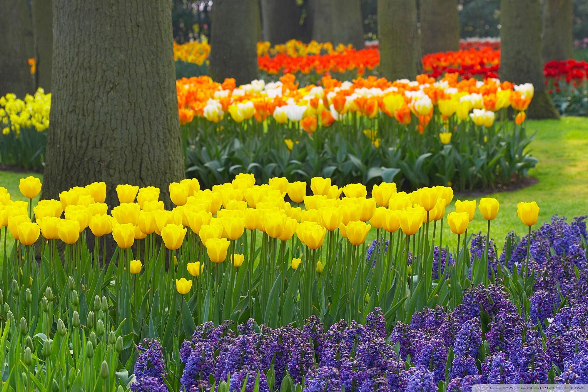 Цветной весенний. Тюльпаны гиацинты нарциссы. Цветы в саду. Весенний цветник. Цветочки в саду.