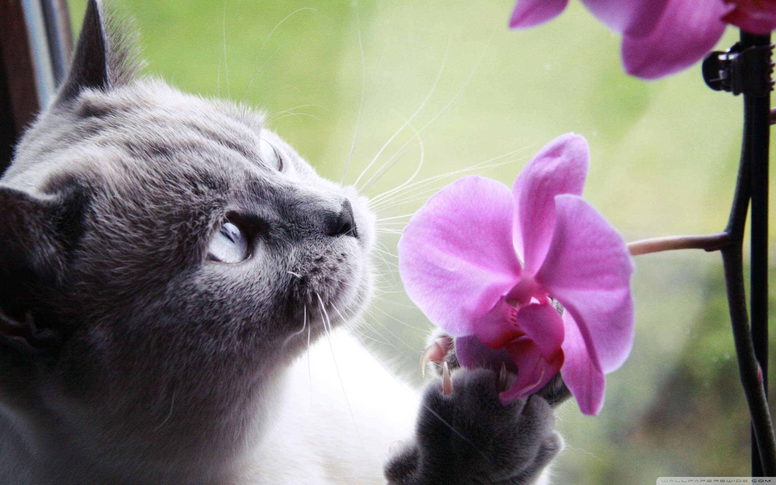 Коты и орхидеи