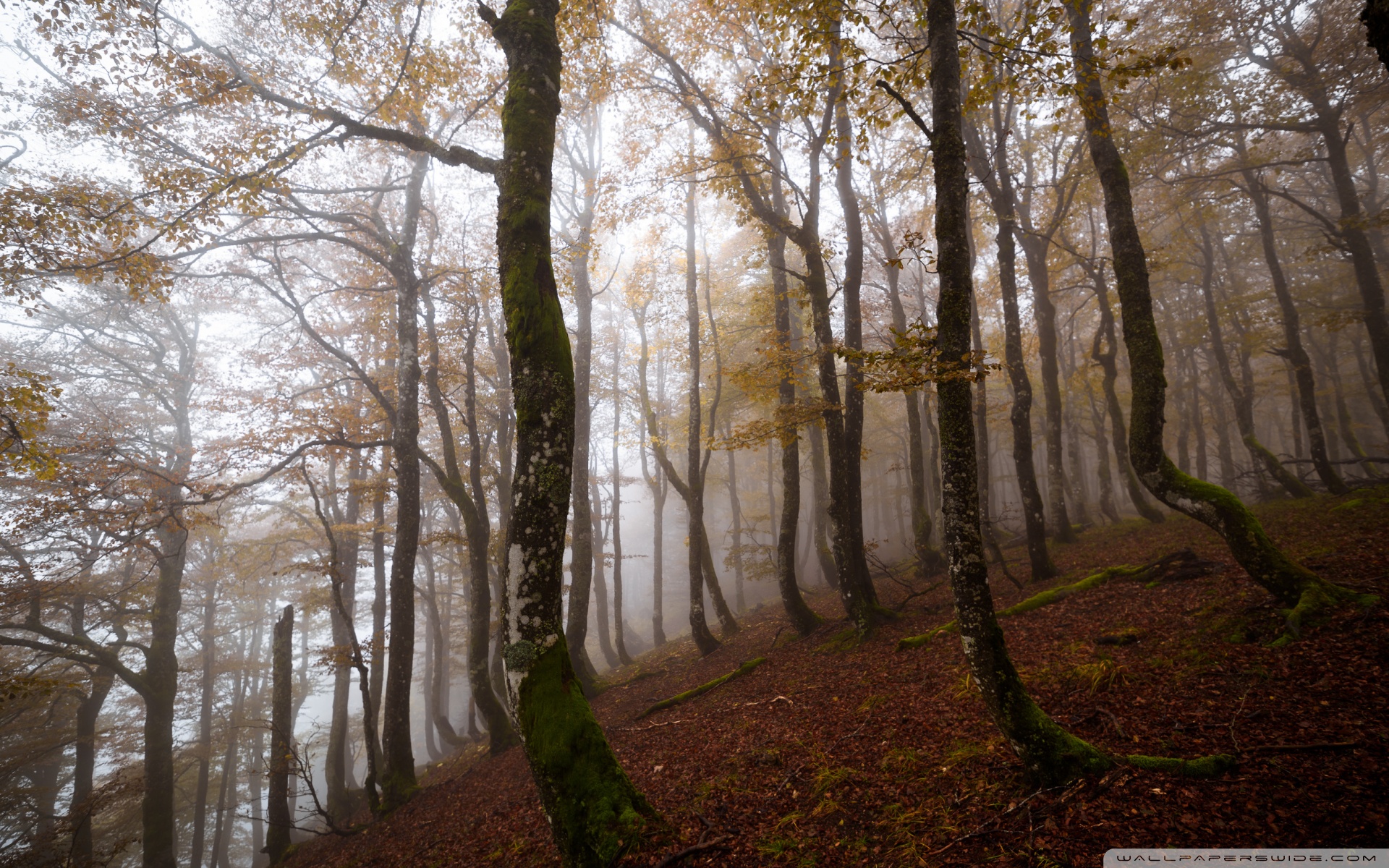 Download Autumn, Deciduous Forest, Trees, Fog UltraHD Wallpaper