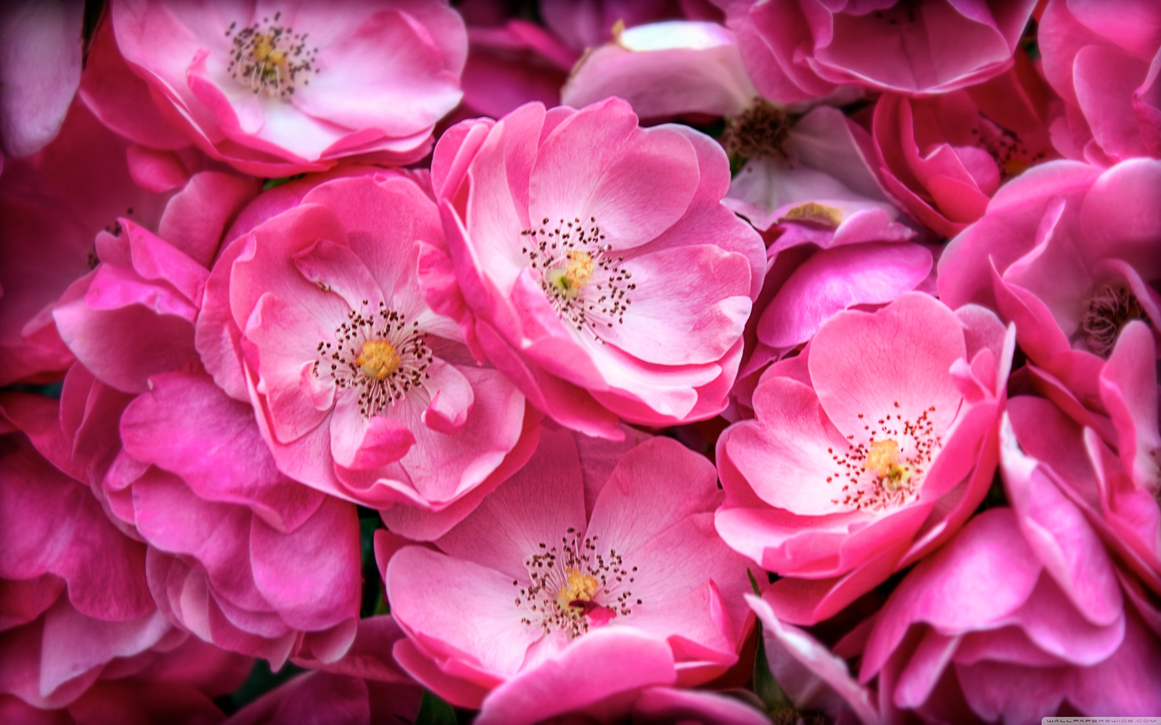 Фотографии розового цвета