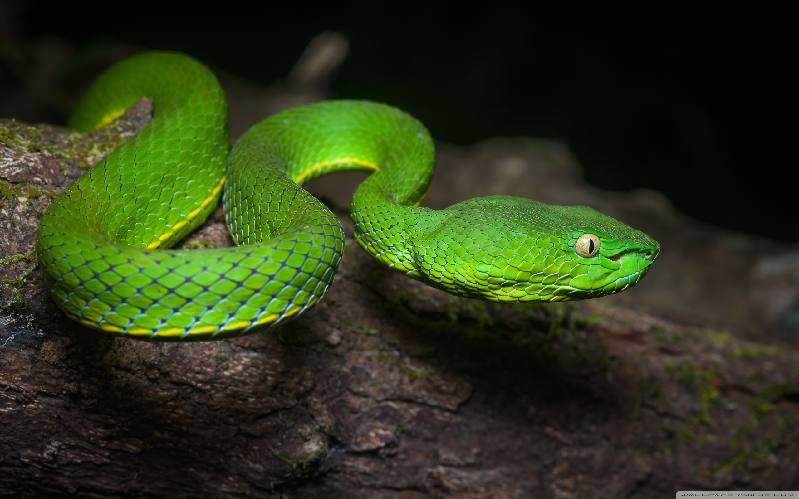 Download Bright Green Vogel s Pit Viper Venomous Snake... UltraHD ...