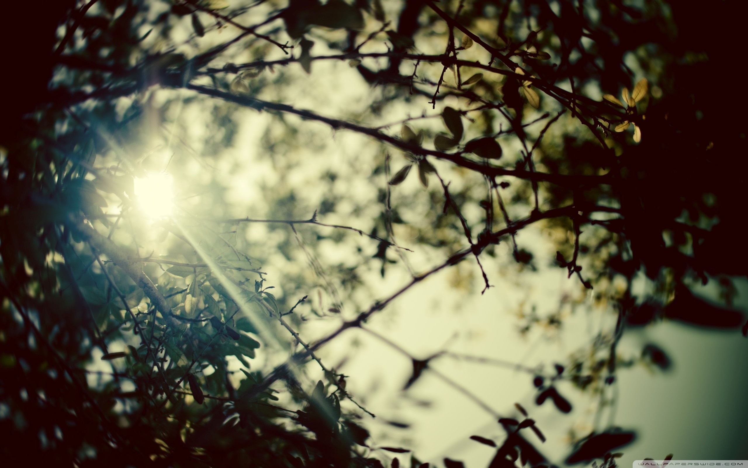 Размытая эстетика. Солнце сквозь листву. Размытые деревья. Солнце сквозь ветви деревьев. Лучи солнца сквозь листву.