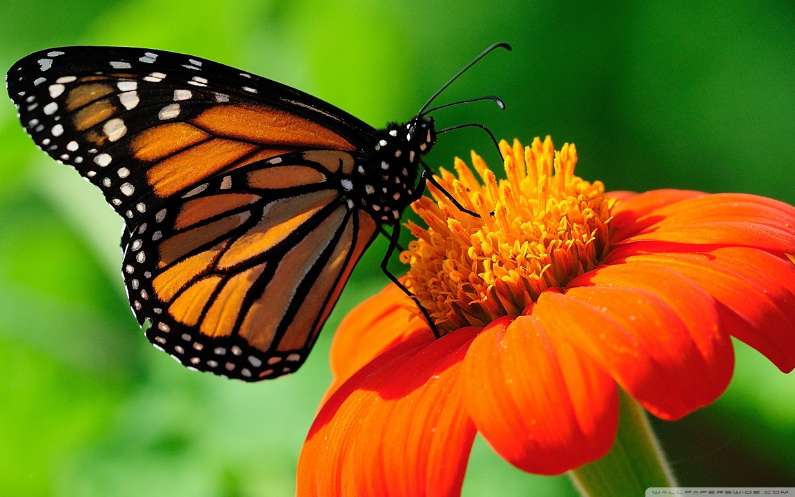 Download Butterfly UltraHD Wallpaper - Wallpapers Printed