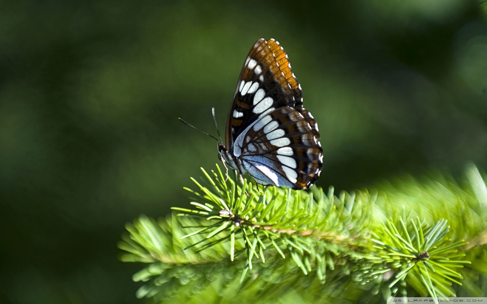 Лесные животные и насекомые. Бабочка. Бабочки фото. Бабочки в лесу. Бабочки в природе.
