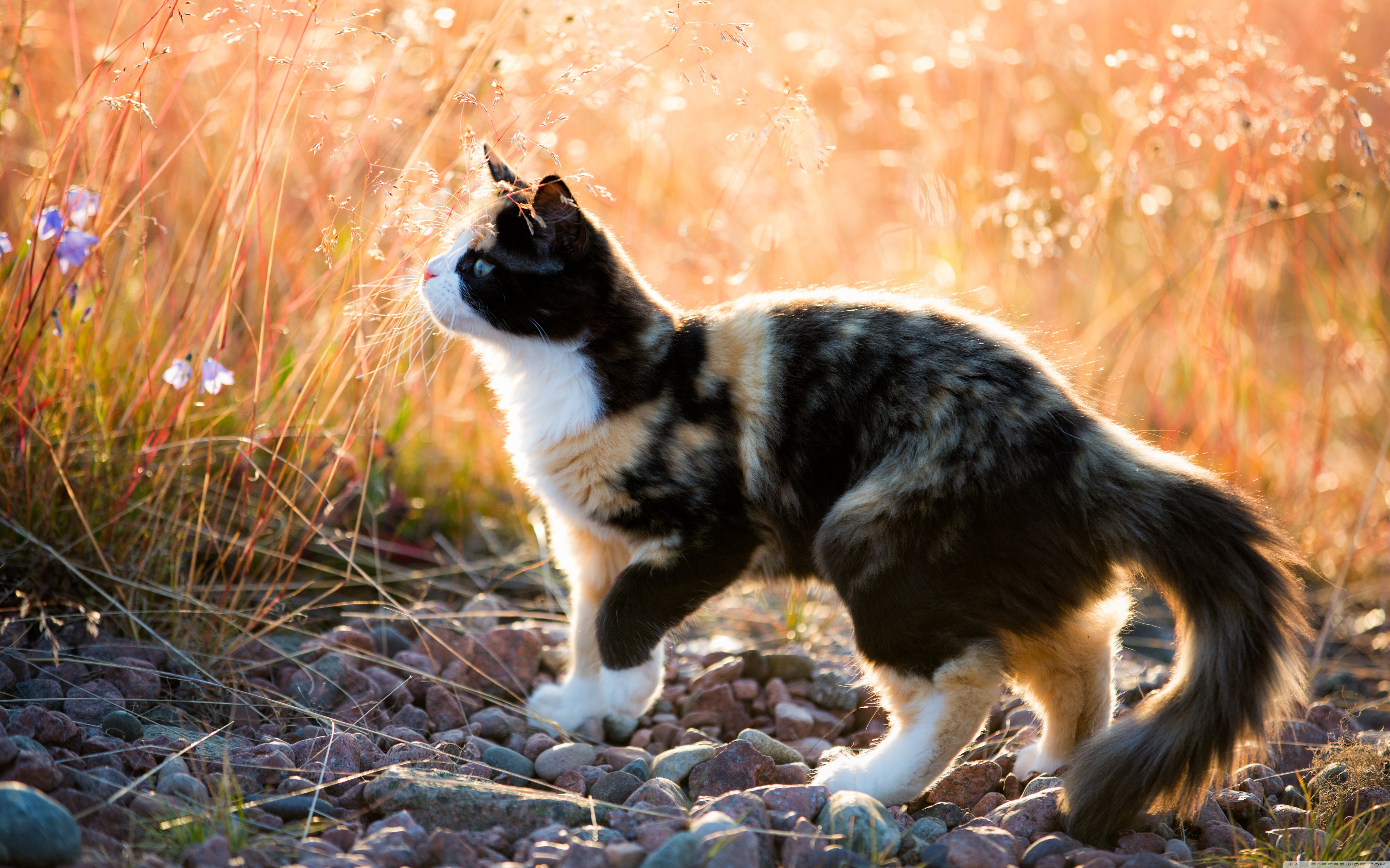 Пестрый кот. Черепаховая кошка Калико. Трёхцветная кошка. Кошка на природе. Пестрая кошка.