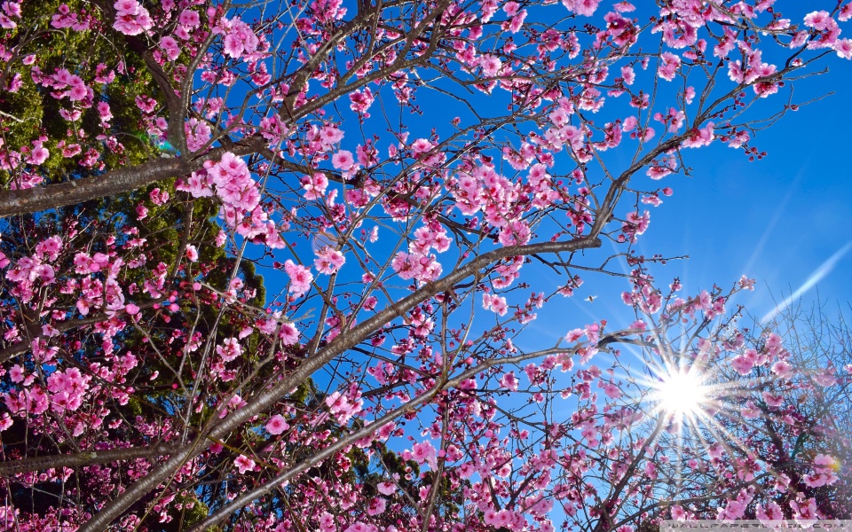 download cherry blossom 10k