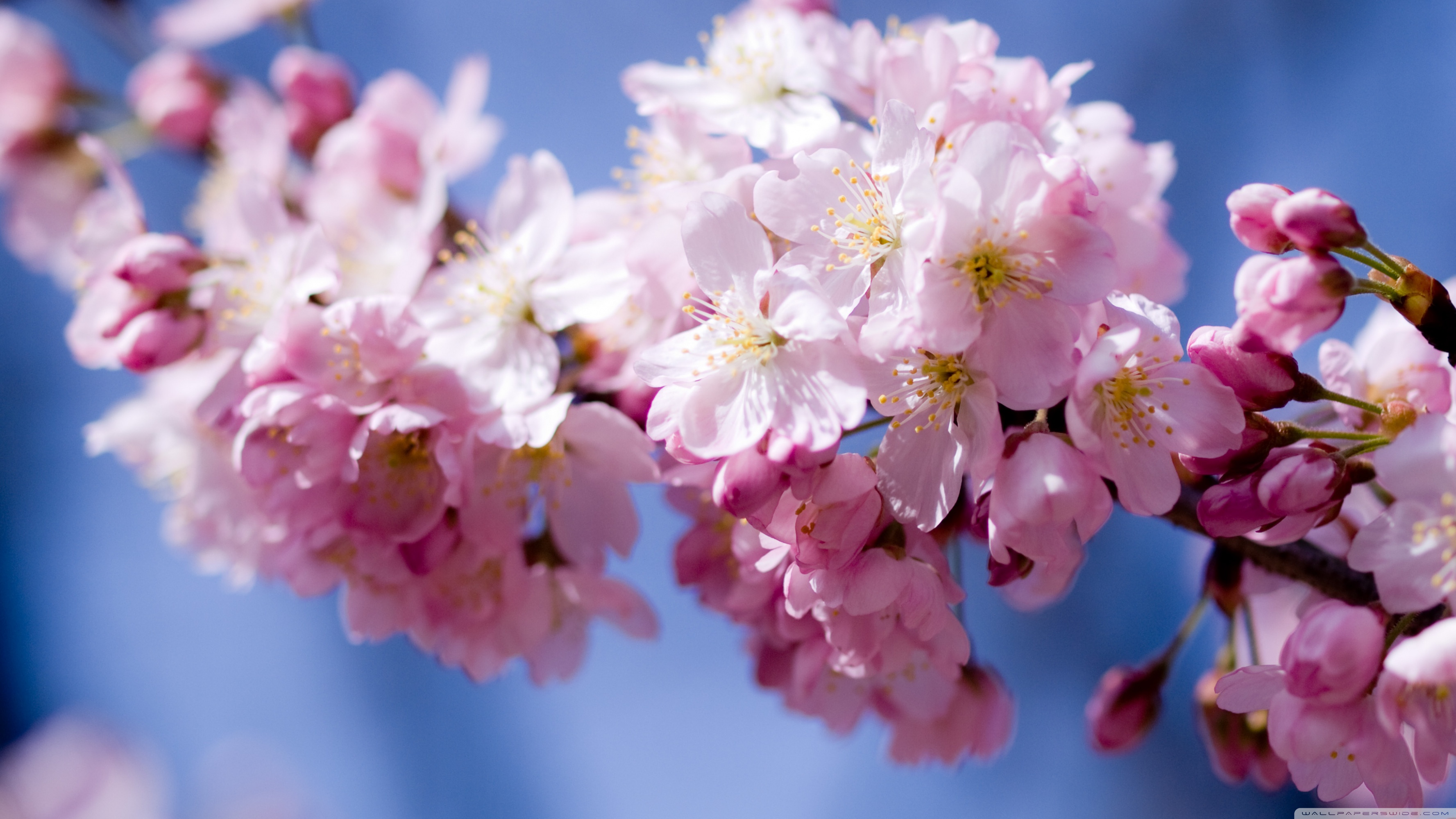 Bahor gullari. Весенние цветы. Красивые весенние цветы. Цветущая вишня.