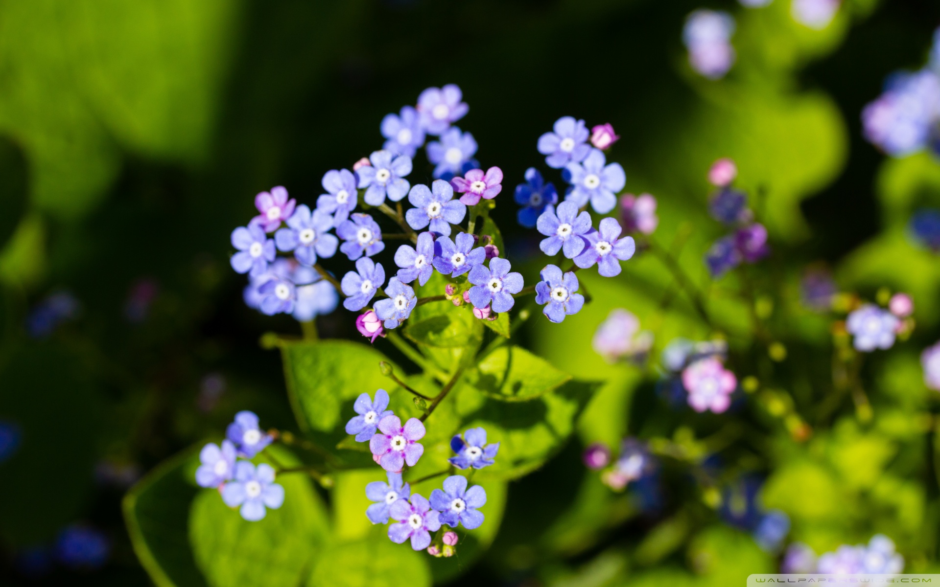 Незабудки цветут малинин слушать. Маленькие голубые цветочки. Незабудки фото. Незабудки фон.