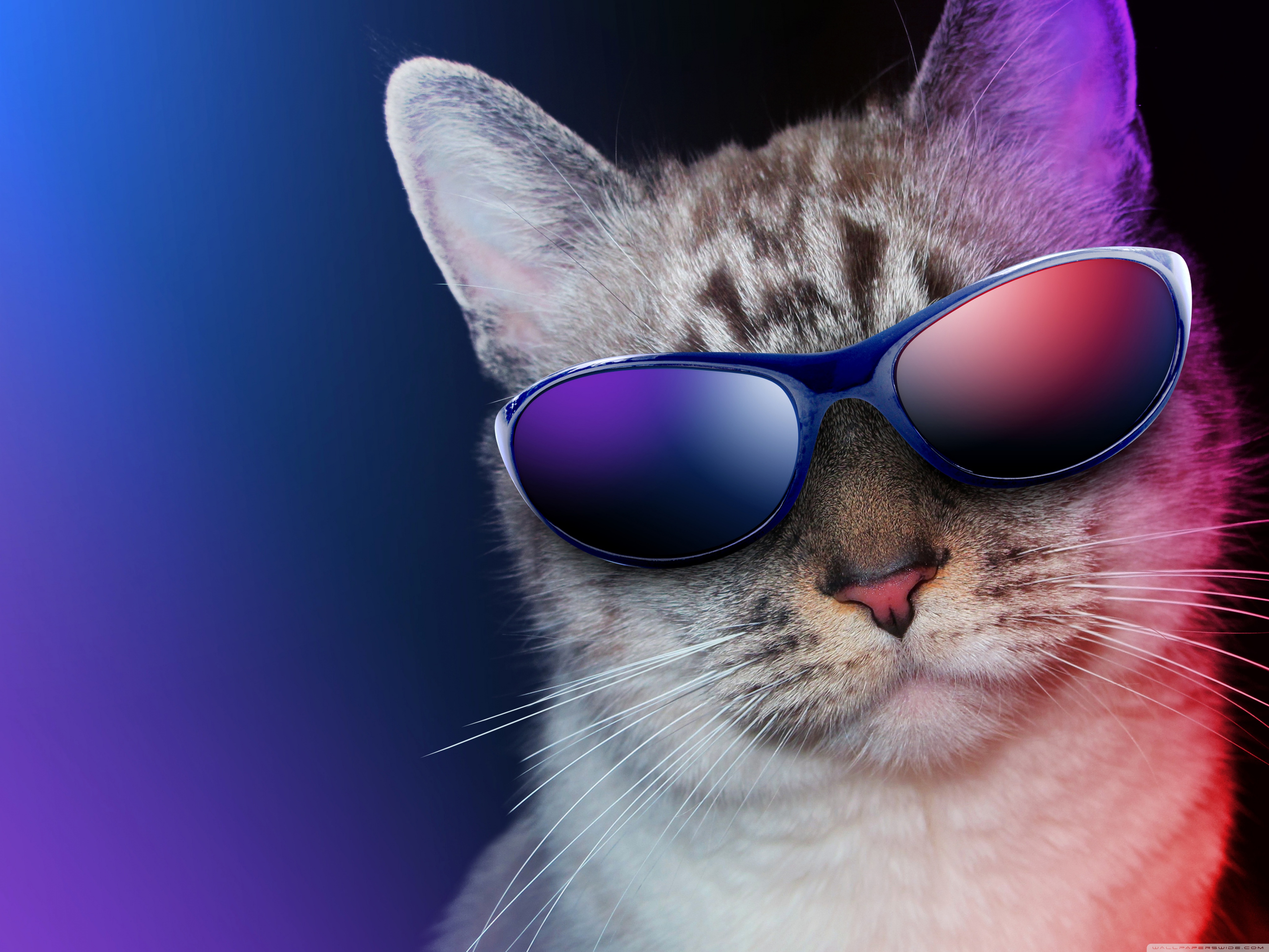 Download Cool Cat UltraHD Free Wallpaper.