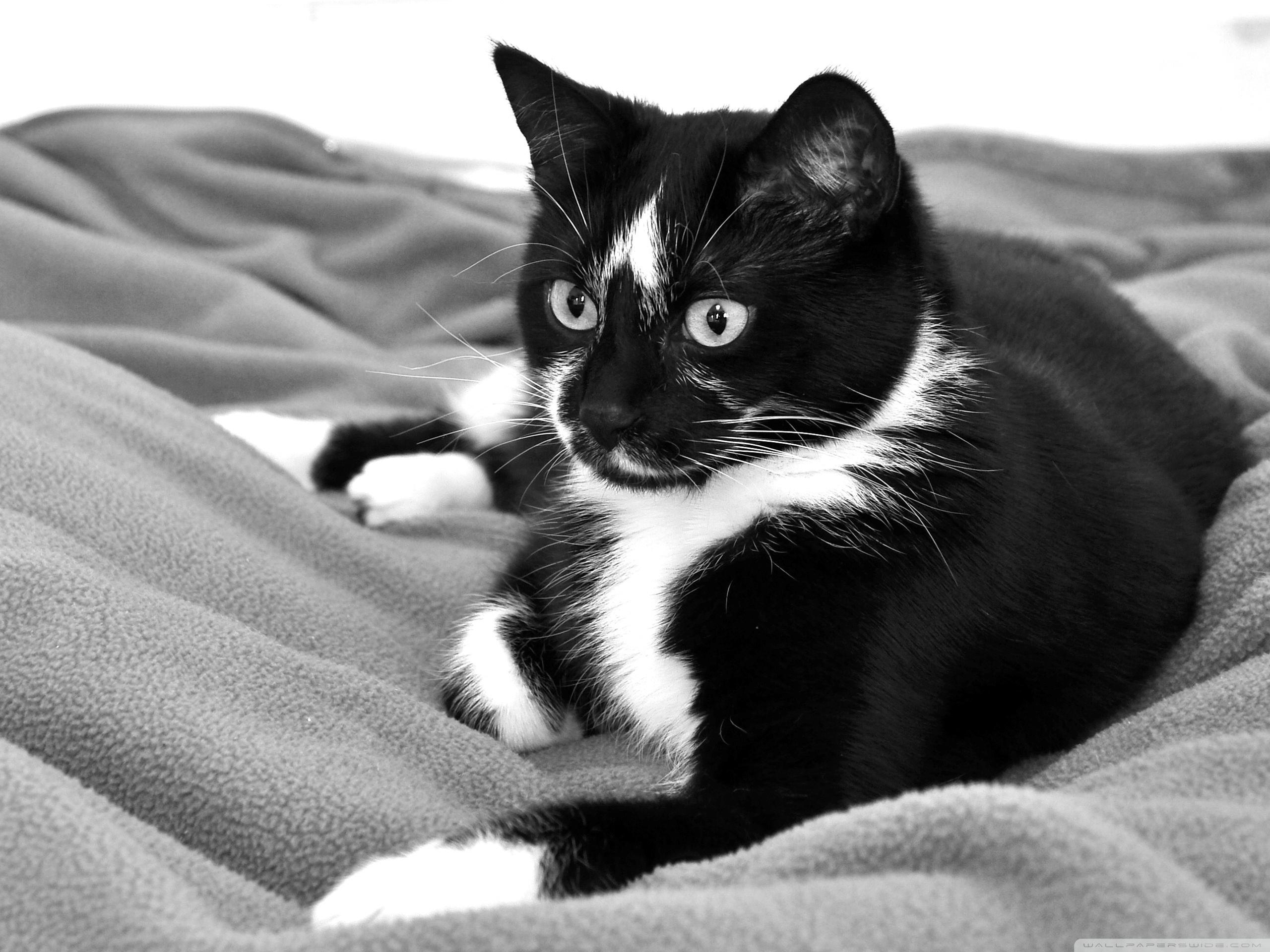 Черно белые картинки котят