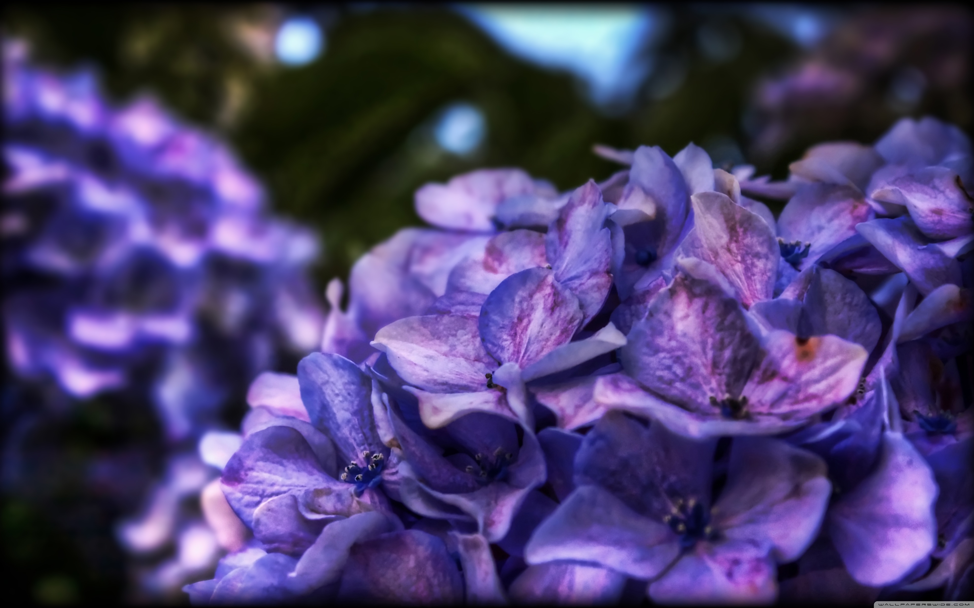 Фиолетовый обои картинки. 66синяясирень 66синяясирен. Сиреневые цветы. Фиолетовые цветы.
