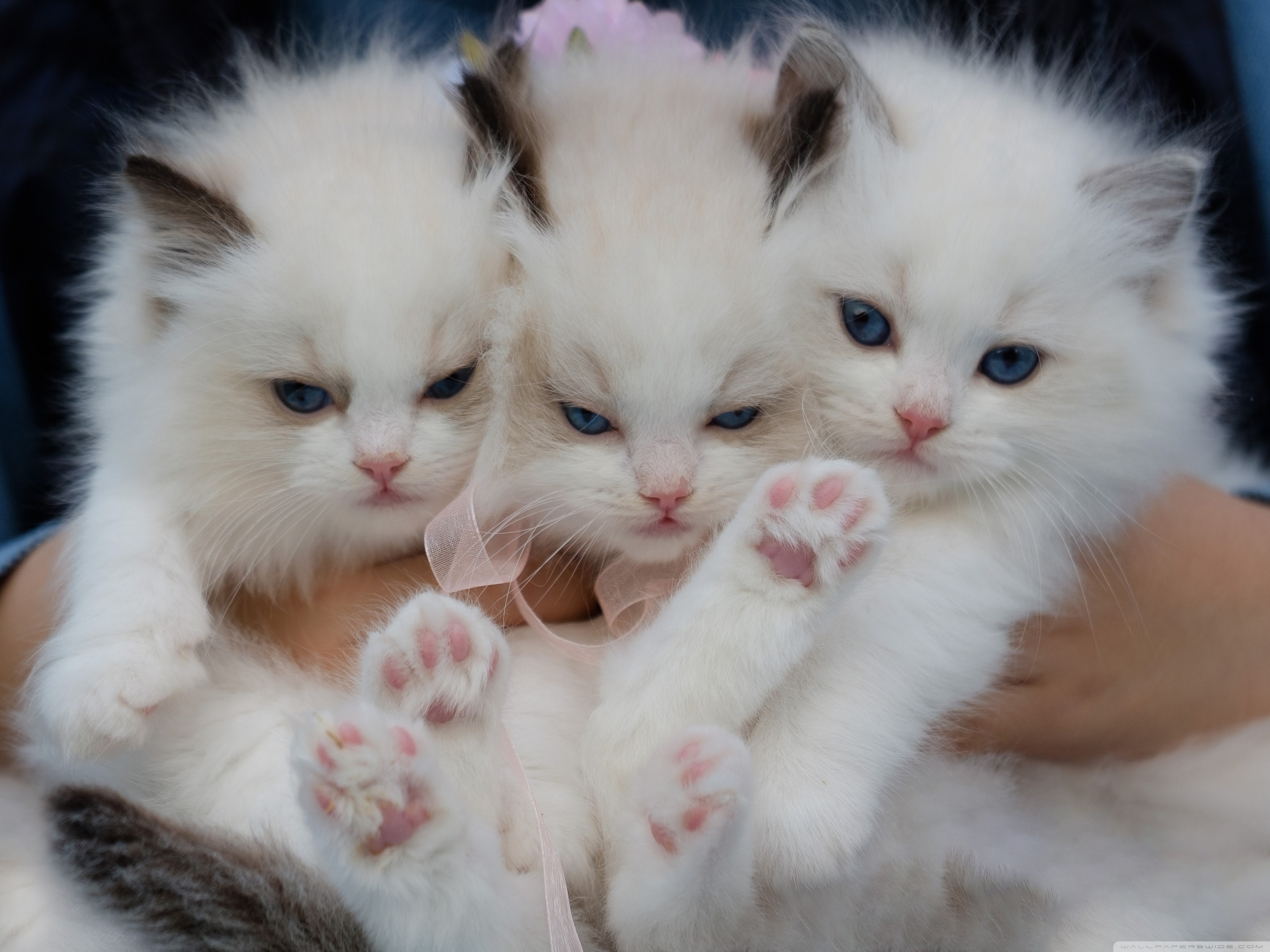 Рождающие котята. Милые котята. Милые пушистые котики. Кошки маленькие. Белый котенок.