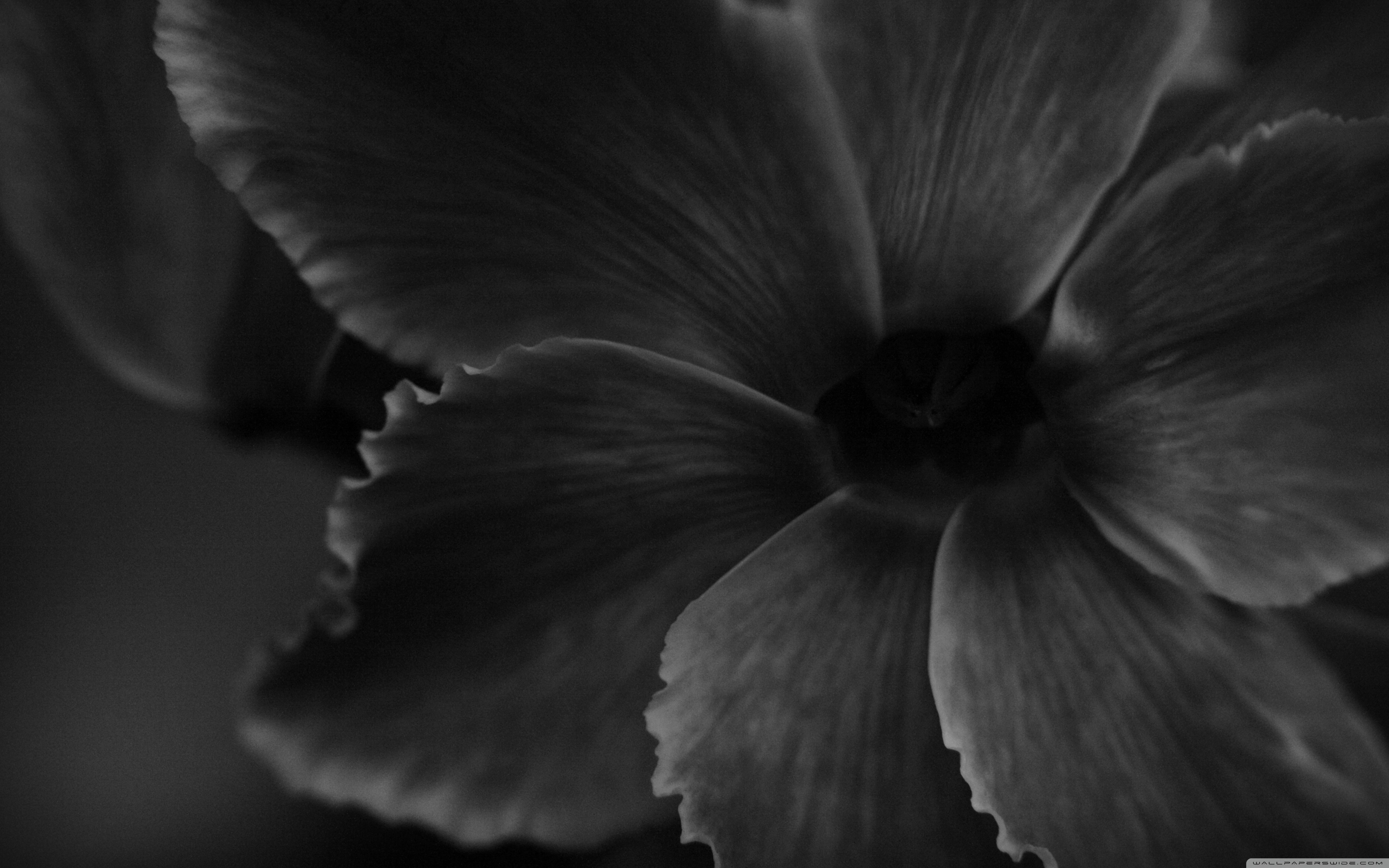 Картинки черных цветов. Черно-белый цветок. Серые цветы. Цветы чб. Красивые цветы черно белые.