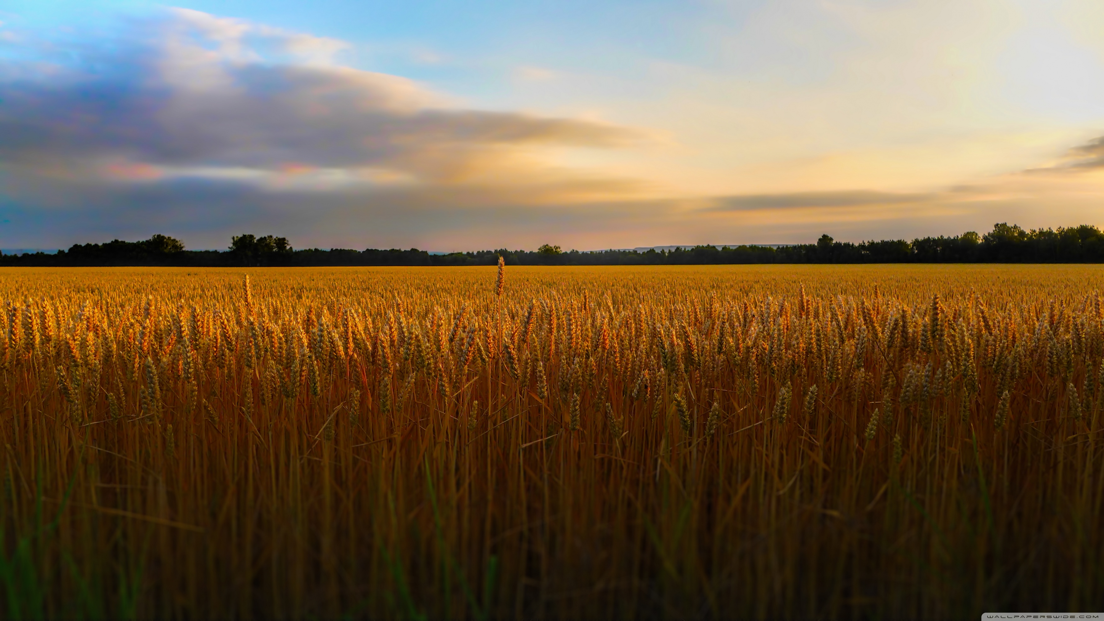 Поля пшеницы Кубани