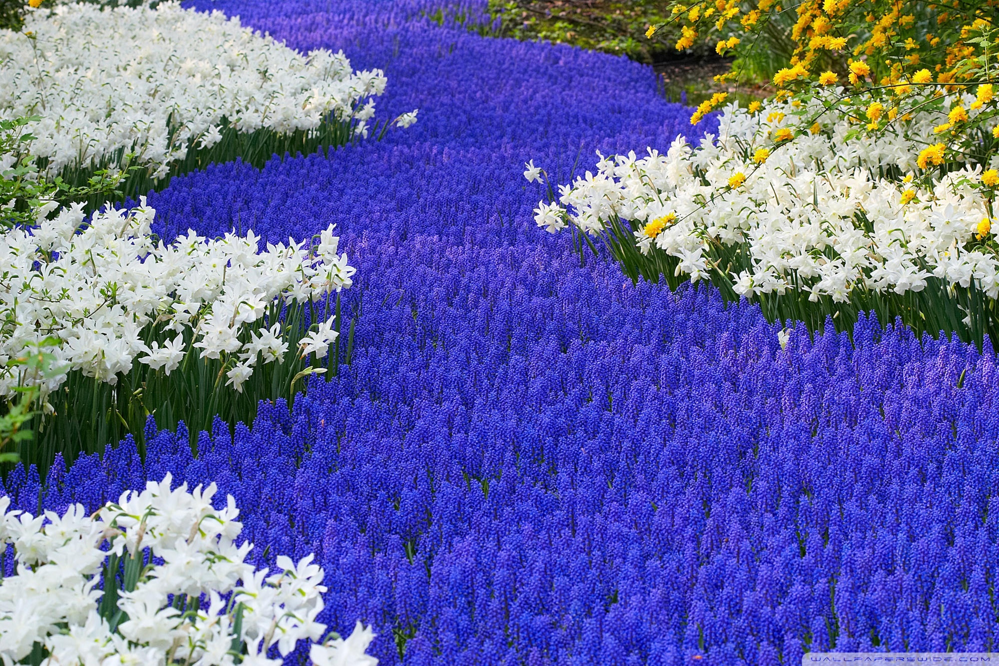 Красивый сайт цветов. Красивые растения. Многолетние цветы для клумбы. Синие многолетники. Синие цветы для клумбы.
