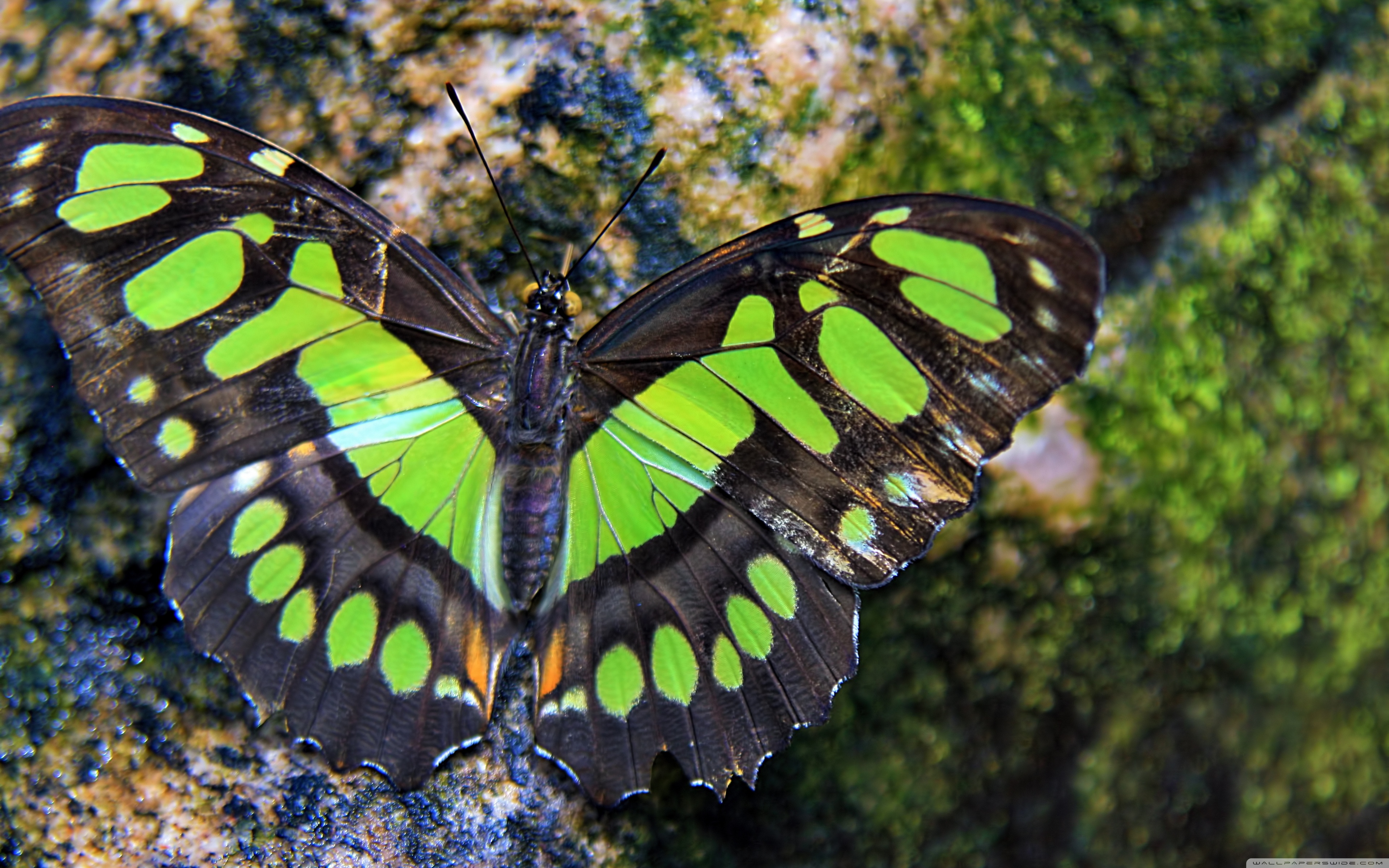 Бабочка с яркими крыльями. Бабочка крапчатый Арлекин. Тигровый Махаон бабочка. Бабочка омурасаки. Бабочка Баттерфляй.