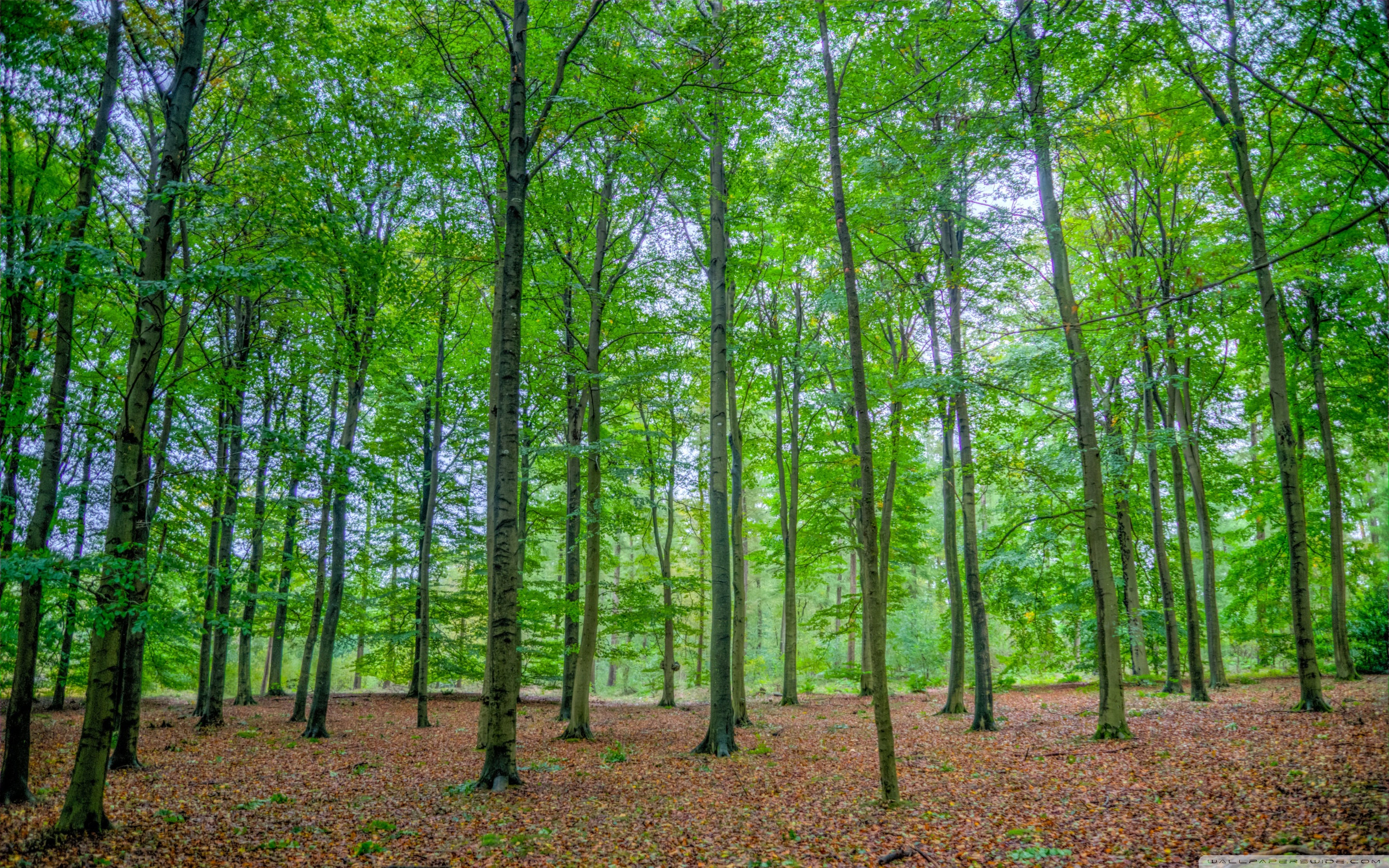 Download Green Deciduous Forest UltraHD Wallpaper - Wallpapers Printed