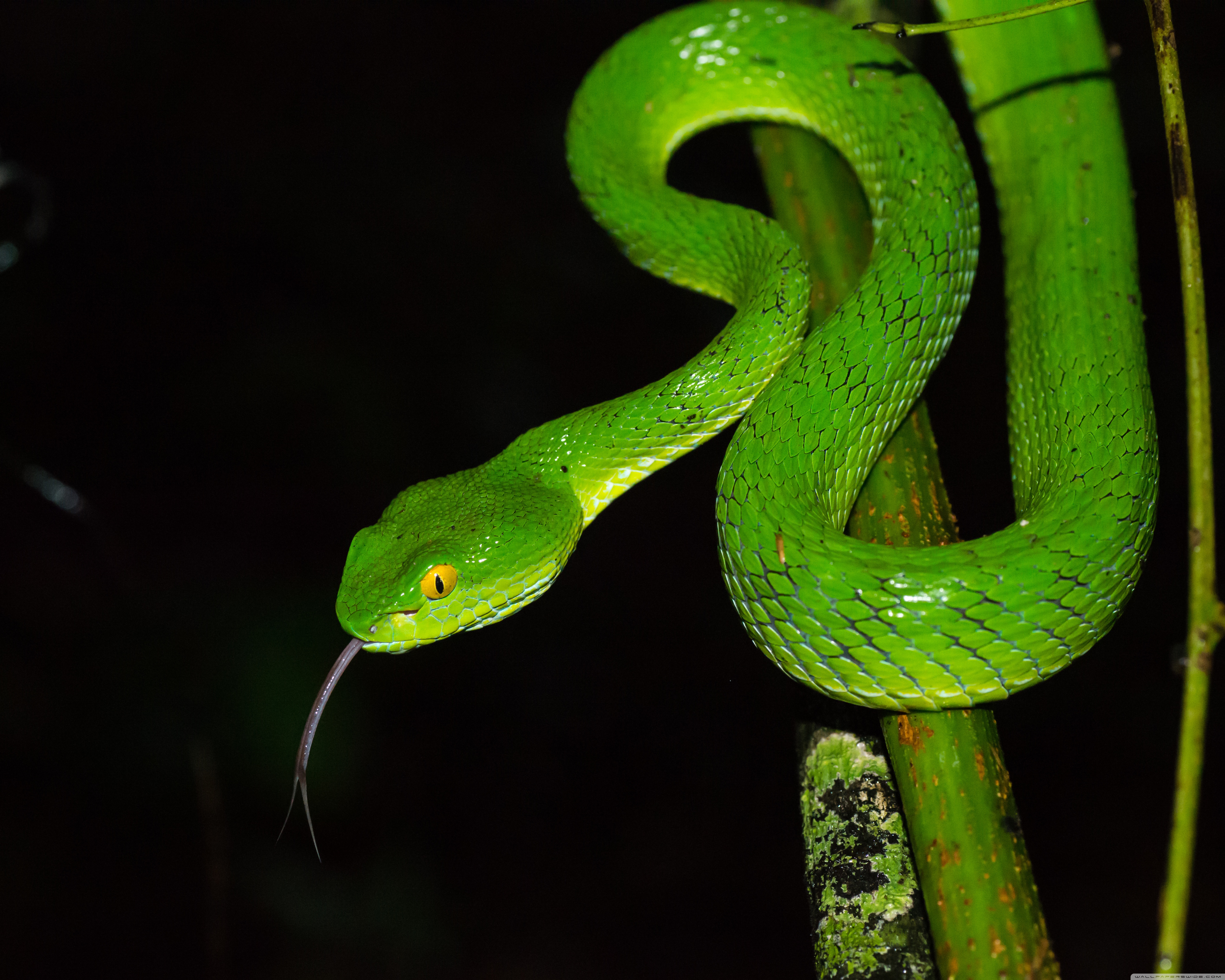 Download Green large eyed Pit Viper Snake