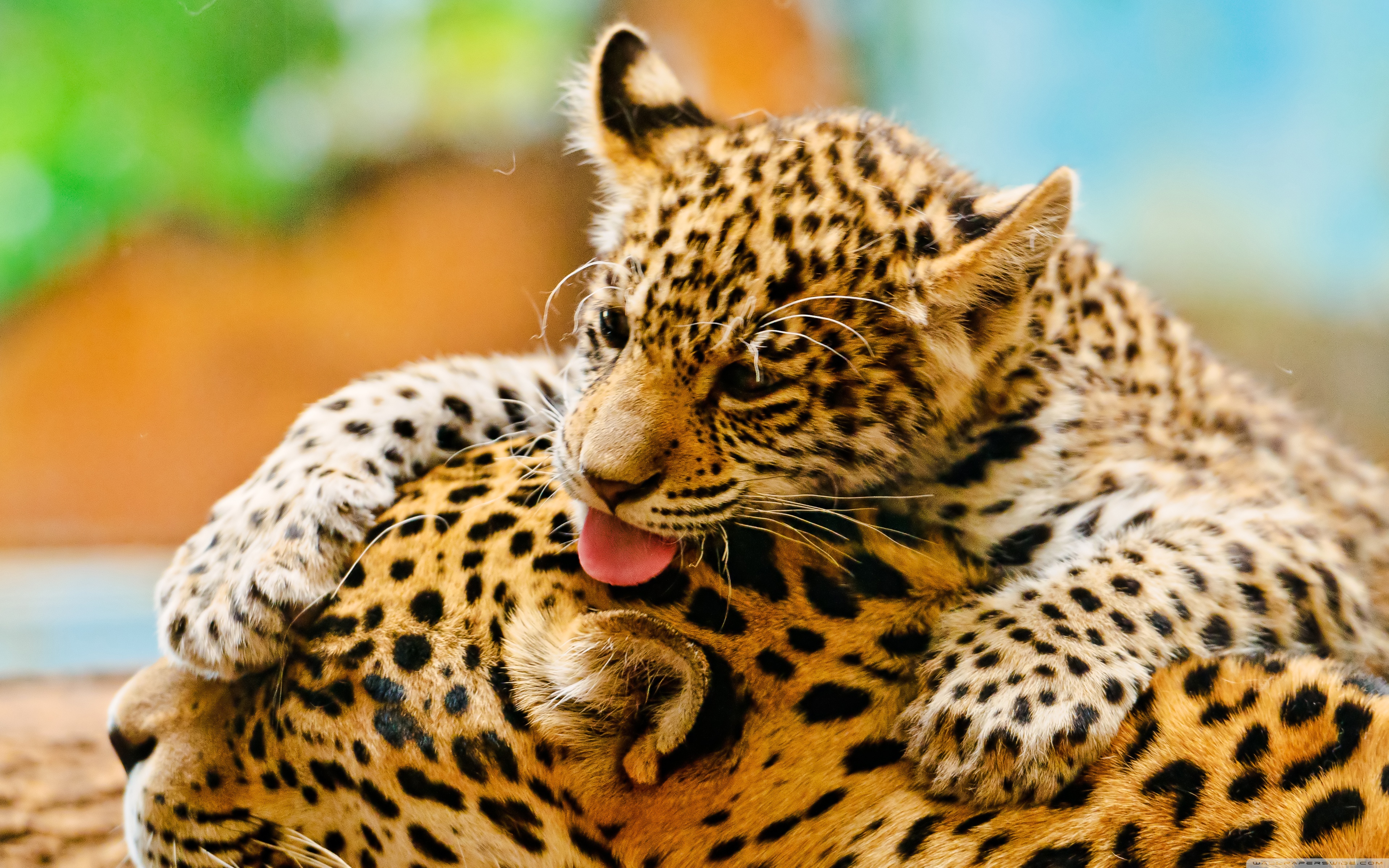 Картинки животных красивые. Ягуар. Леопарденок. Оцелот. Леопард животное.