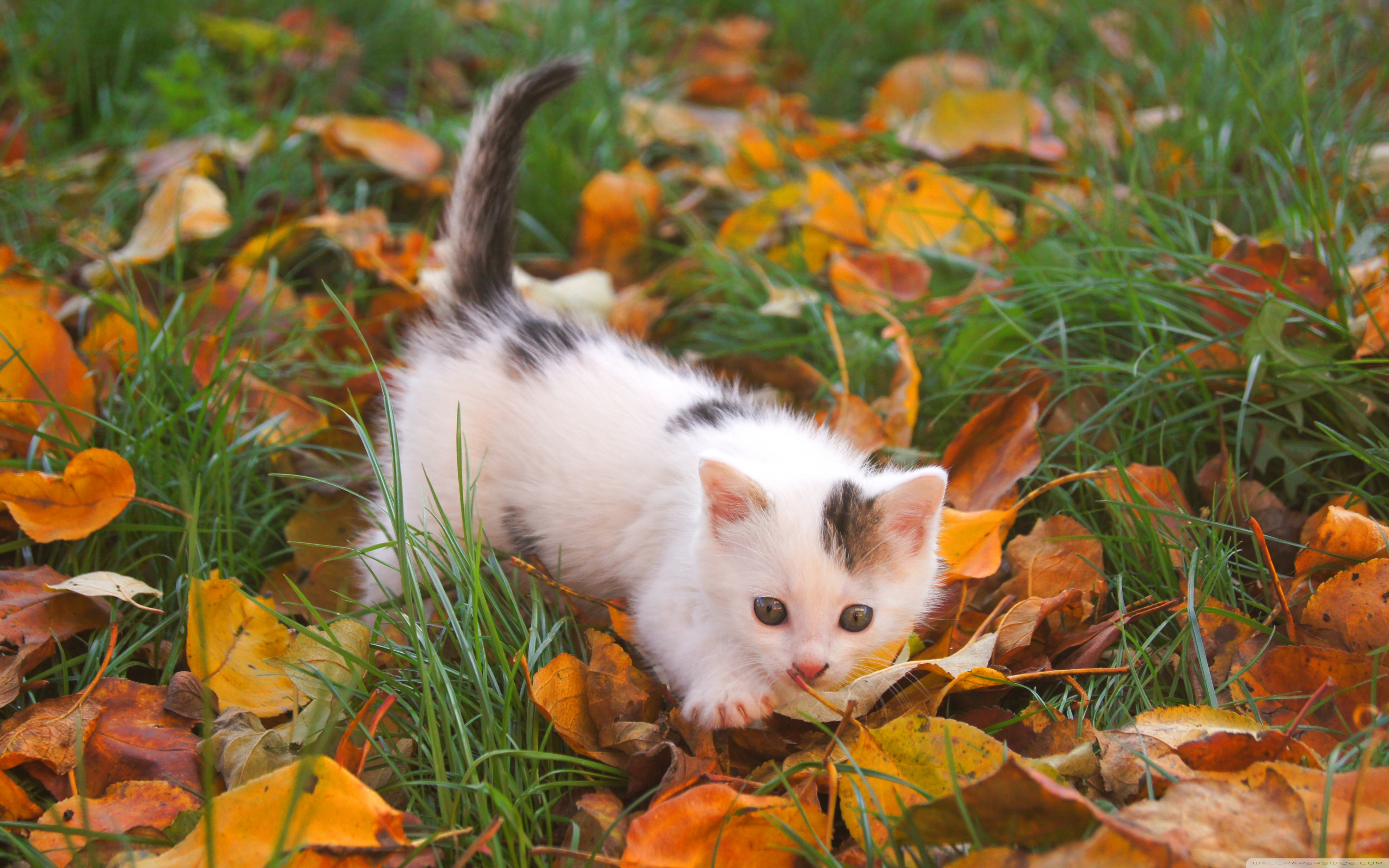 Он любит играть листьями. Кот осень. Осенний котенок. Котята осенью. Котенок в листве.