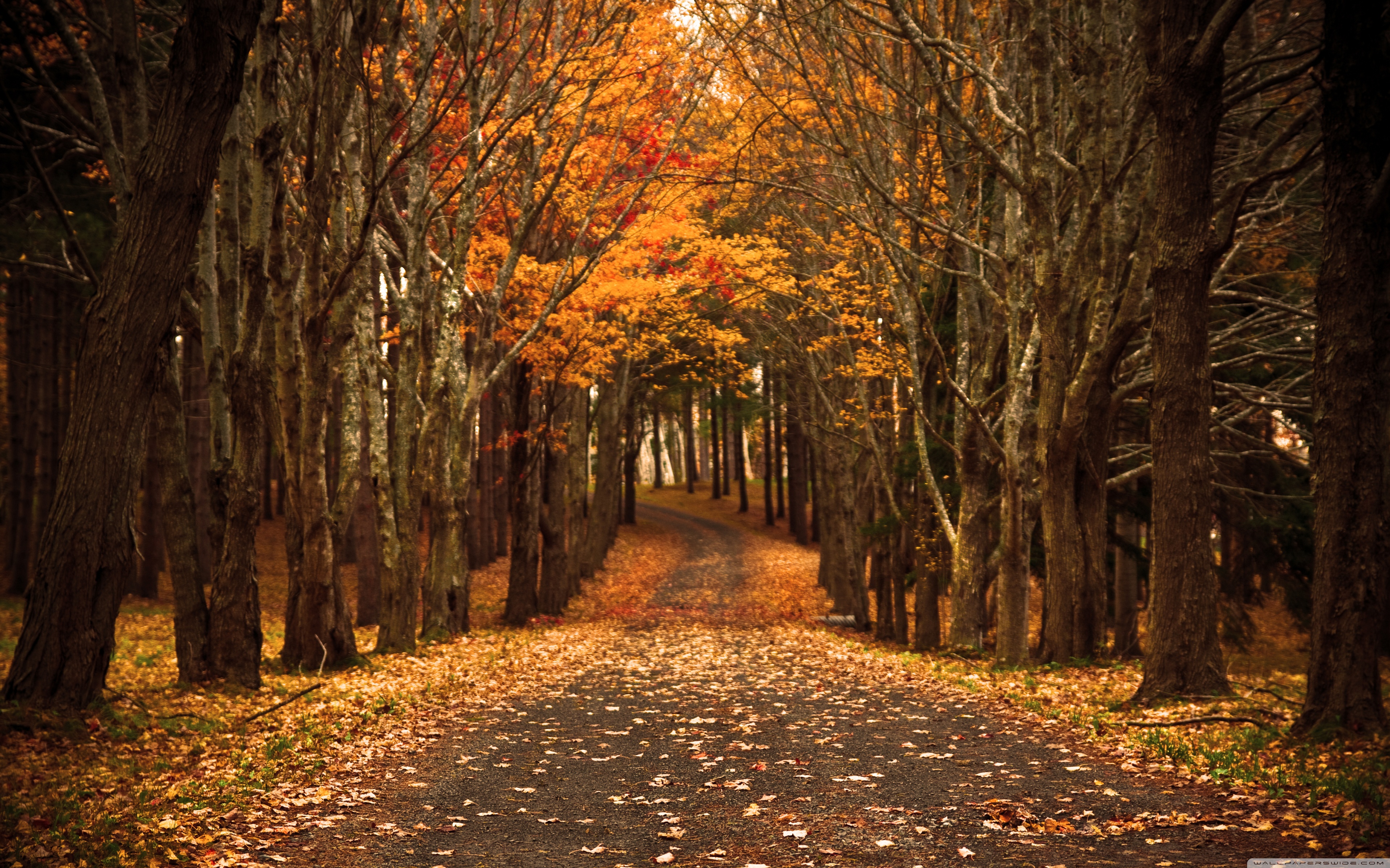 Fall scenes. Осень. Осенняя дорога. Осенний лес. Осень аллея.