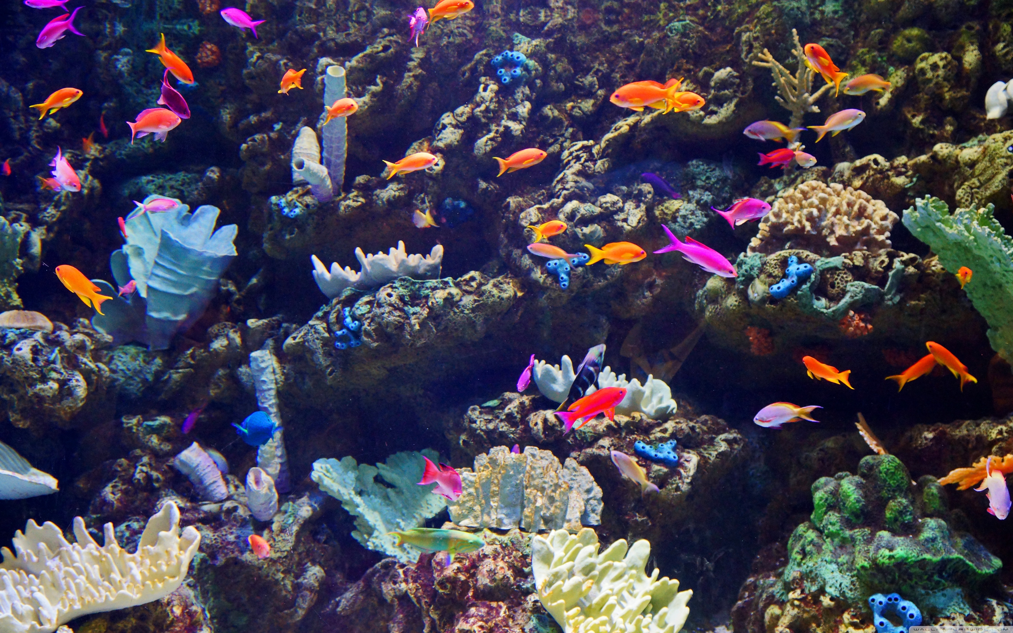 Аквариумные рыбки на дне. Тихоокеанский аквариум Лос Анджелес. Аквариум Пасифик Лос Анджелес. Морское дно. Дно океана.