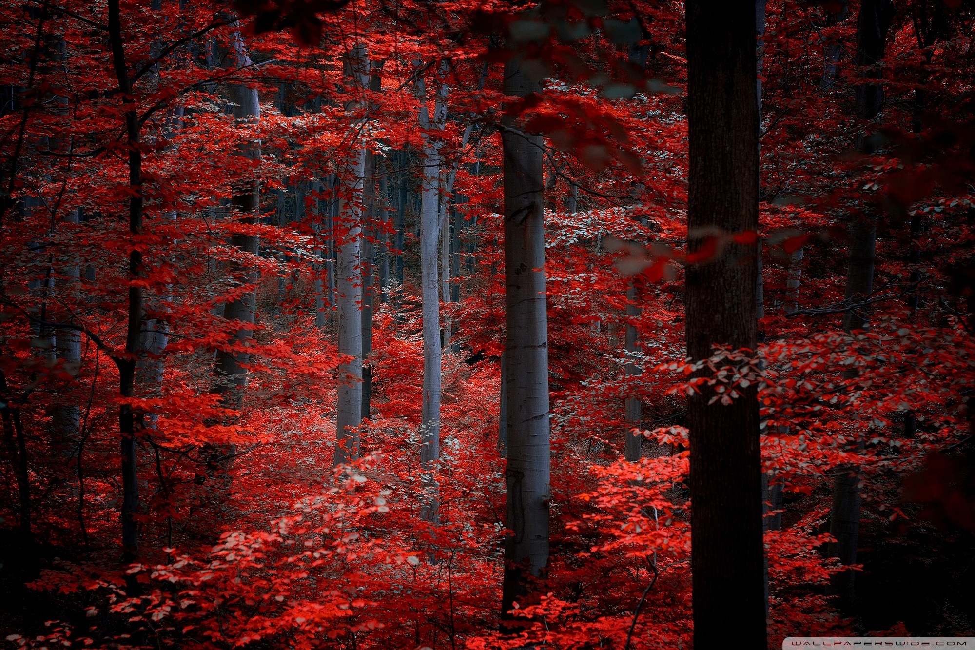 Красная картинка. Красная осень. Красное дерево. Багровый лес. Красный лес.