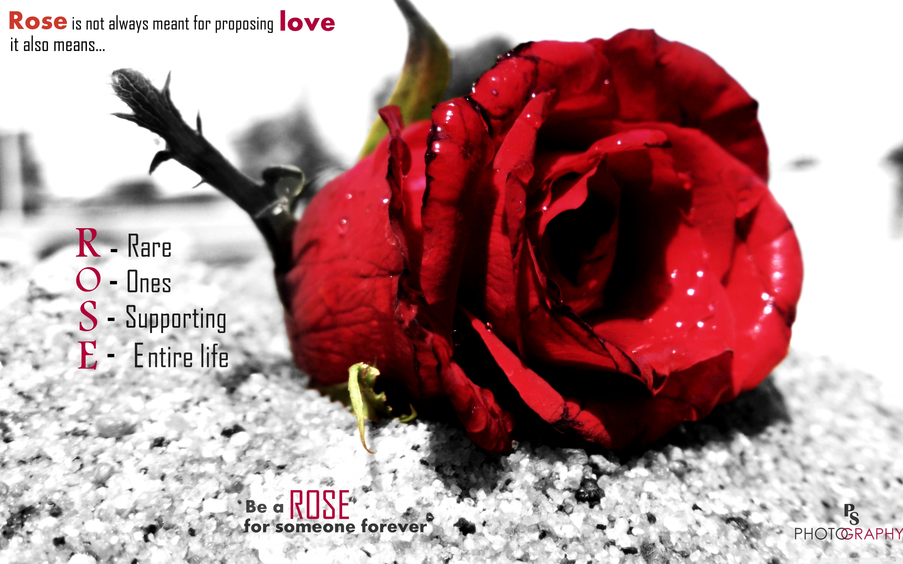 Download Love Rose UltraHD Free Wallpaper.