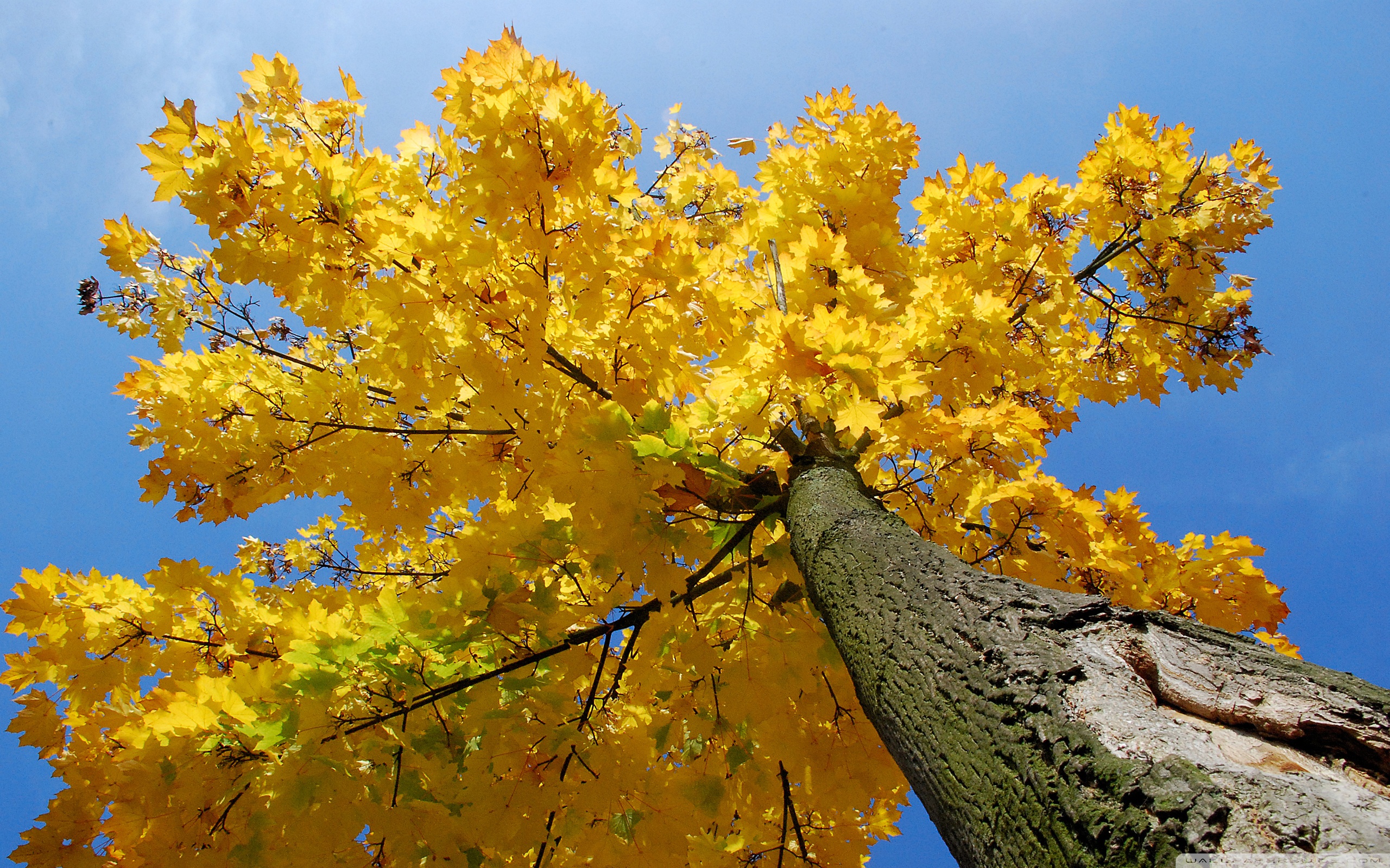 Картинки деревьев осенью. Клен желтый. Дубовидный клен. Клен дерево. Клёны осенью желтеют.