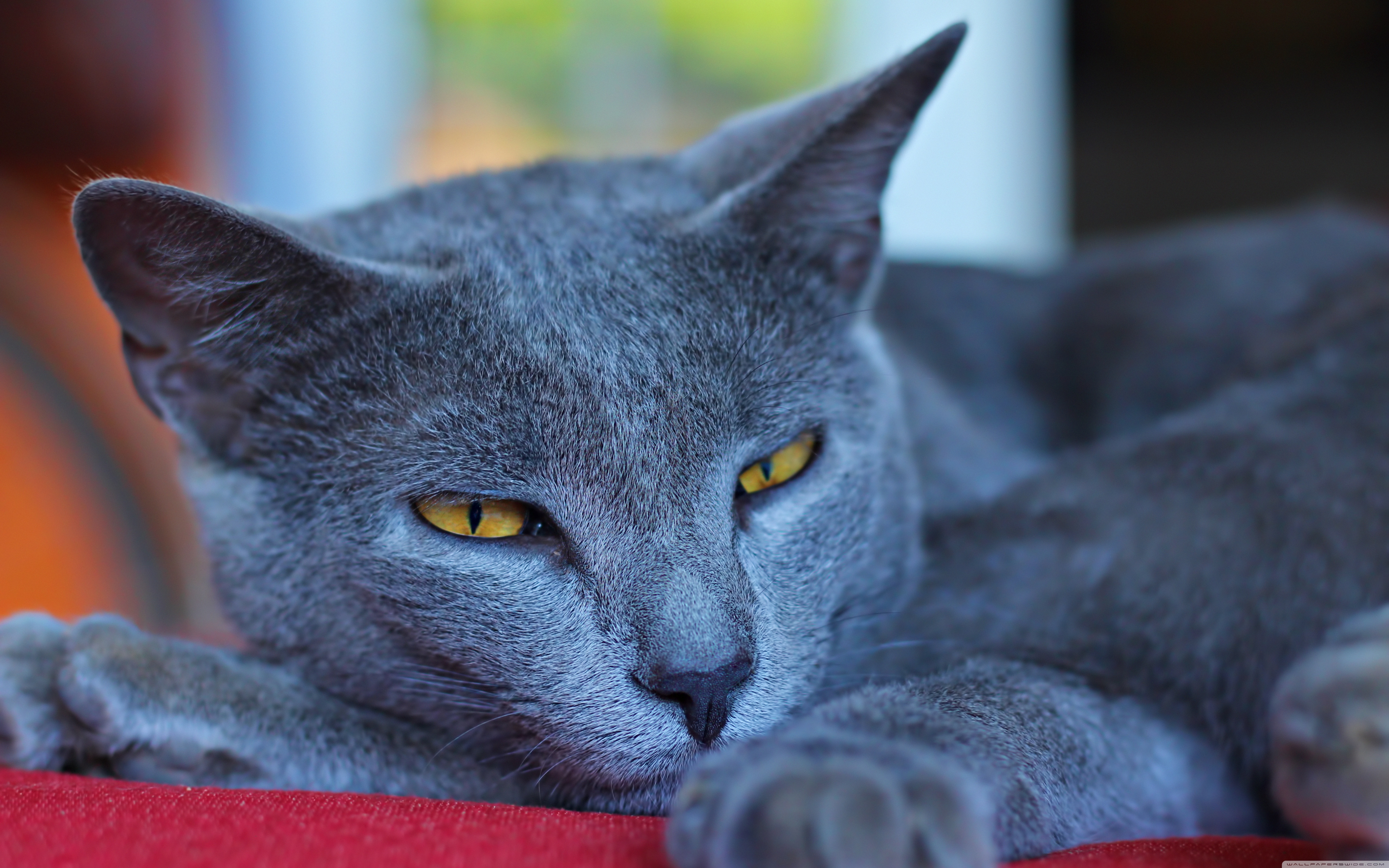 Порода серой кошки с серыми глазами. Картезианская кошка шартрез. Шартрез британский голубой. Шартрез порода кошек. Британская кошка шартрез.