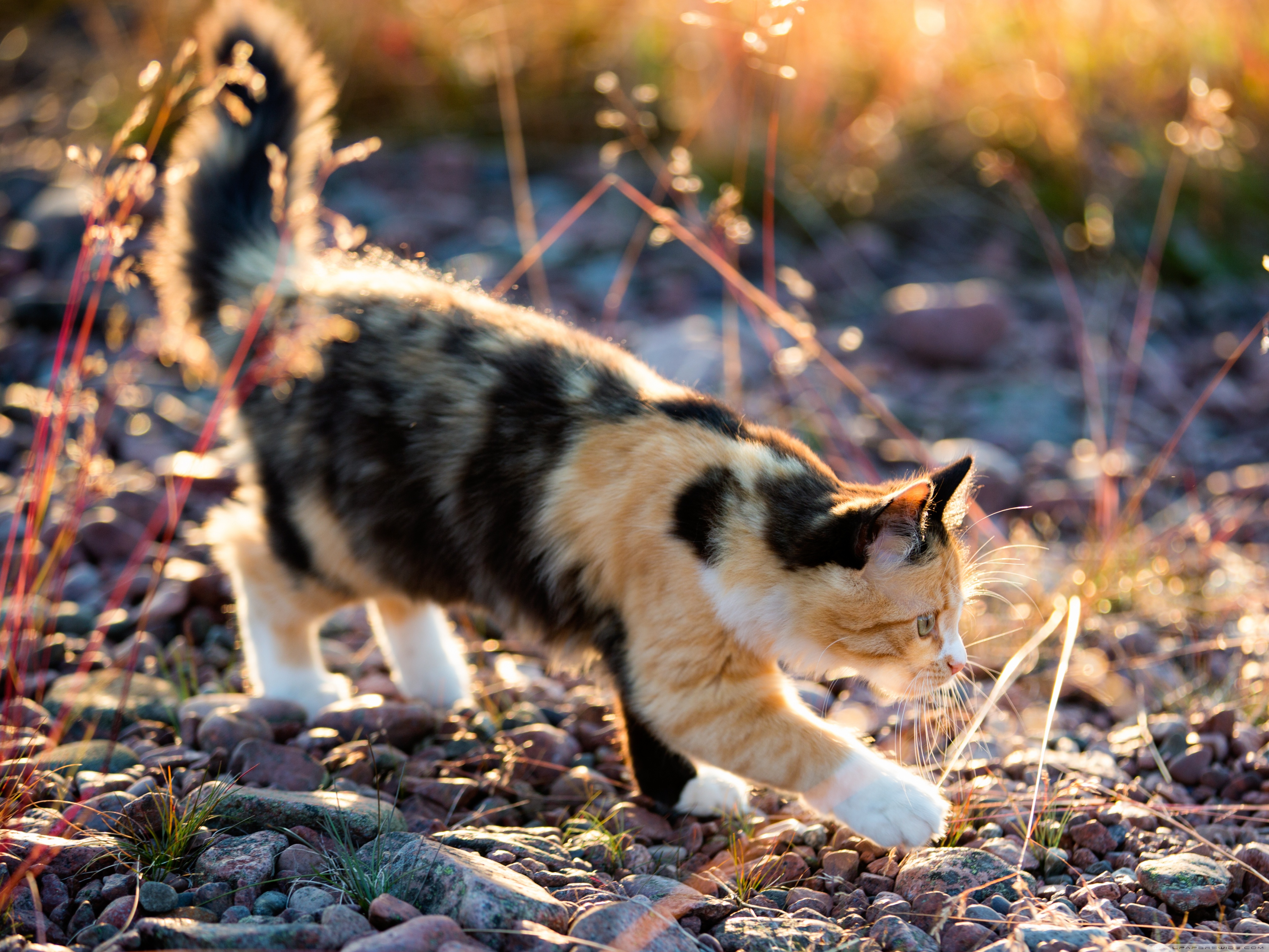 Пестрый кот. Черепаховая кошка Калико. Трехшерстная кошка Калико. Американская жесткошерстная кошка трехцветная. Черепаховая кошка Калико на природе.