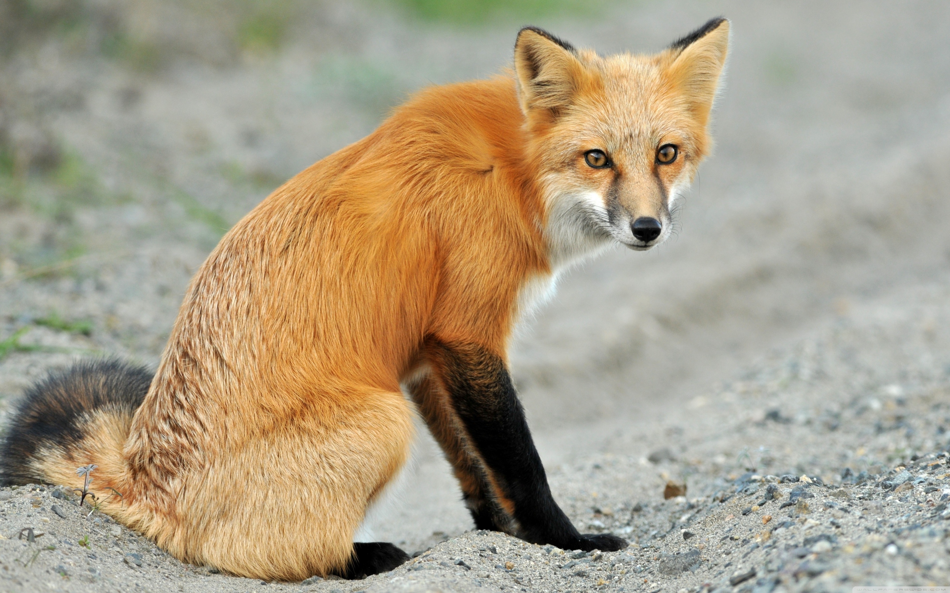 Fox di. Лиса. Лисица (Vulpes Vulpes). Рыжая лисица. Обычная лиса.