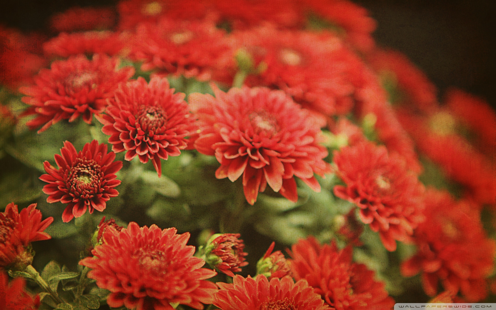 Mums flowers. Red mums. Мум обои. Flowers to mum картинка.