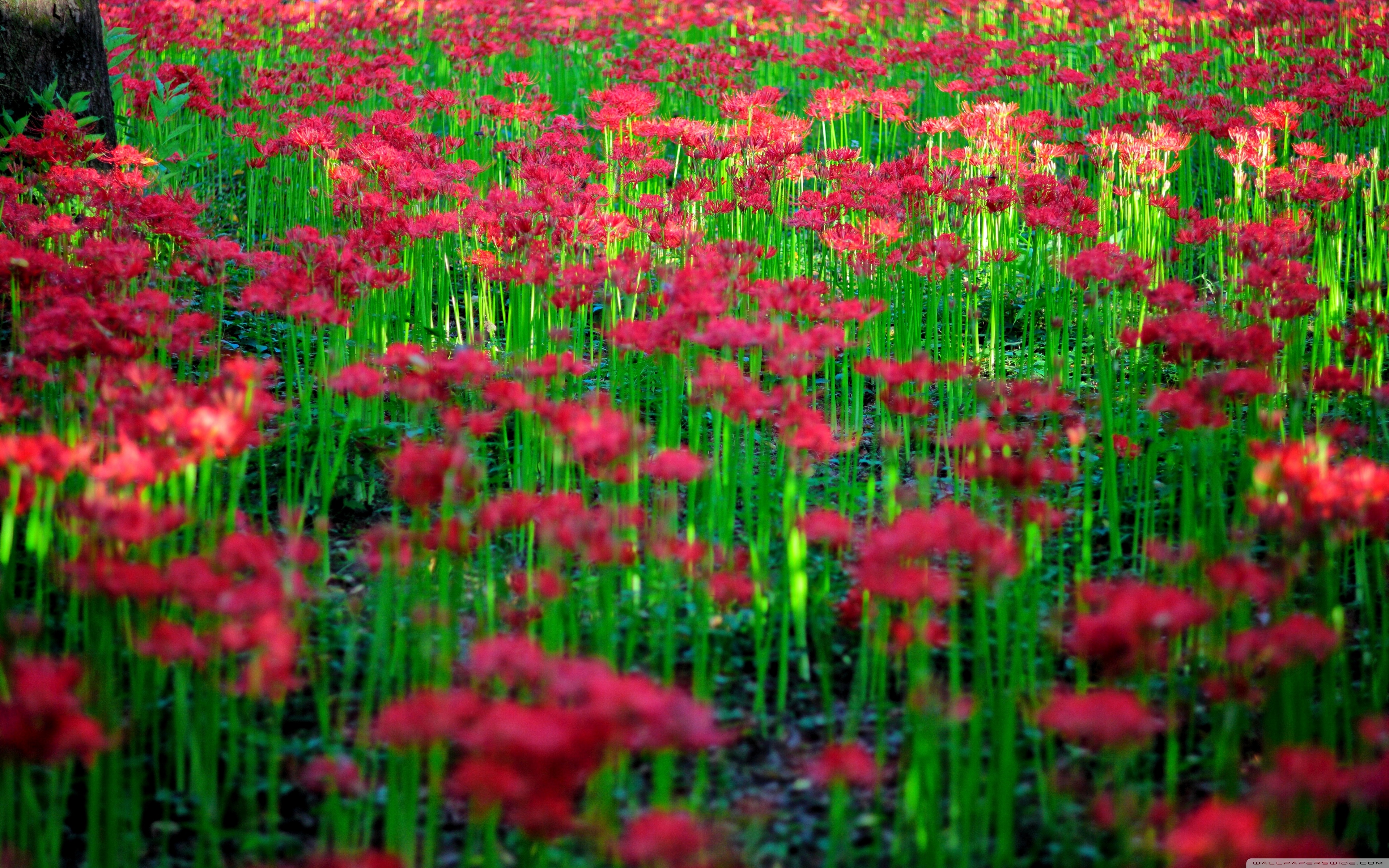 Red Spider Lily Field UltraHD Wallpaper