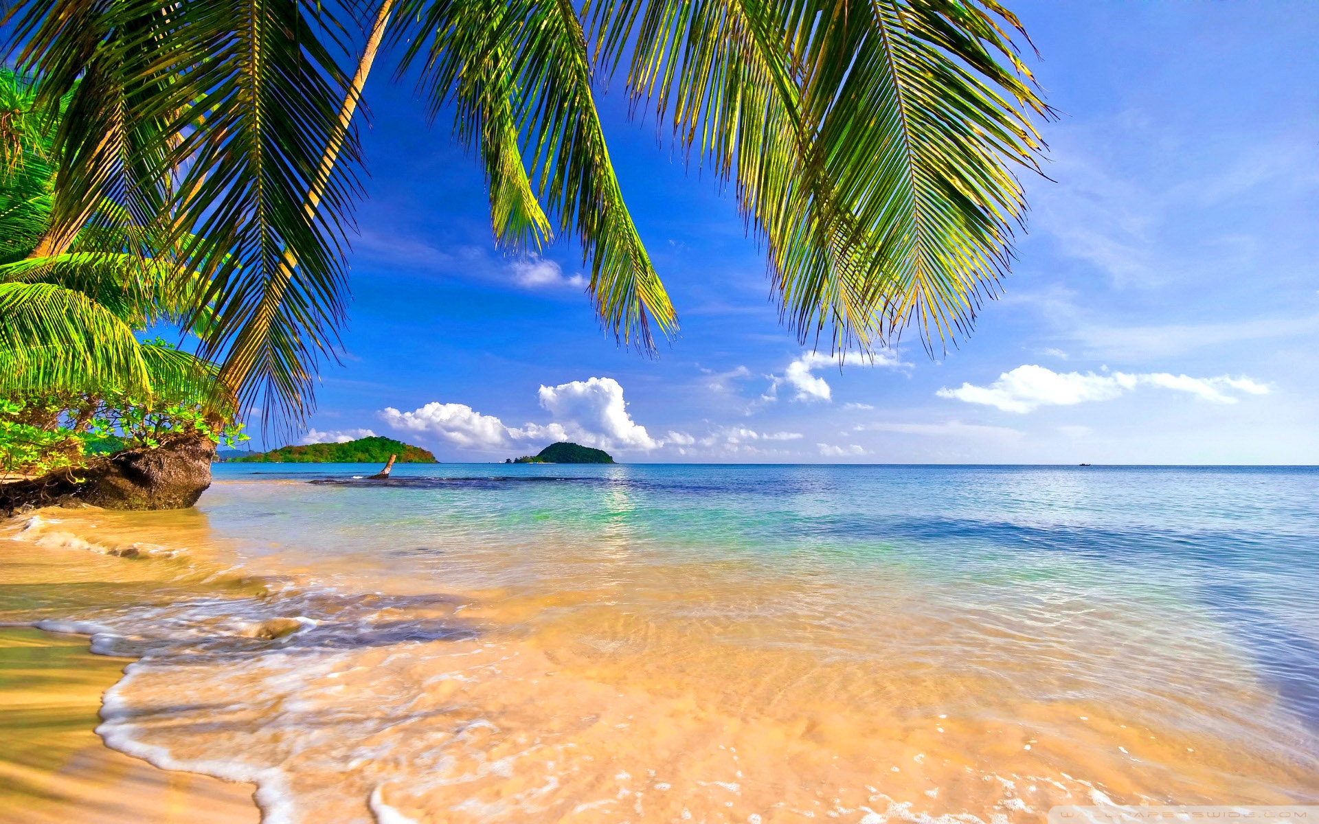 Download Shore Palms Tropical Beach HD Wallpaper - Wallpapers Printed