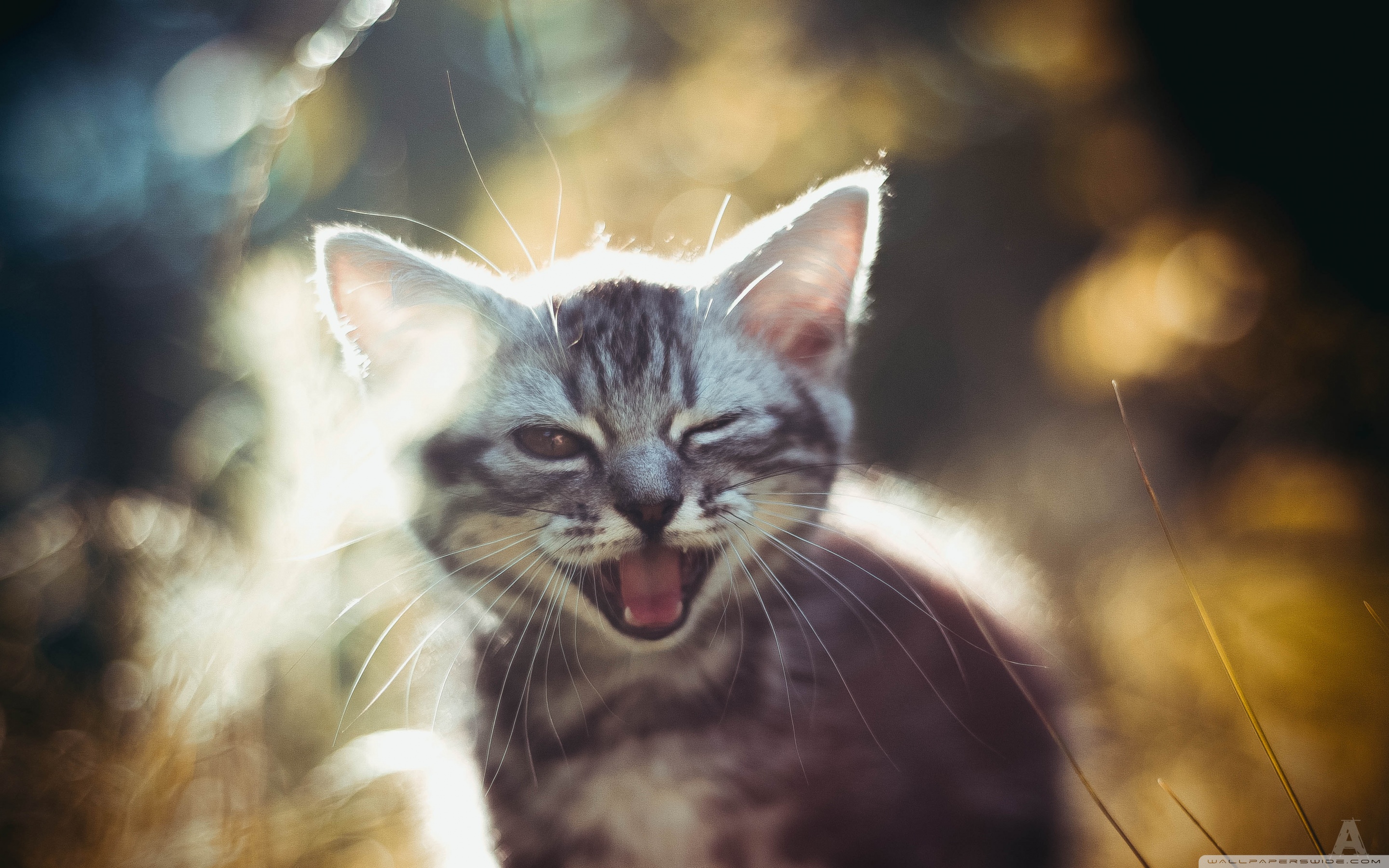 Кошачья улыбка. Счастливый кот. Улыбка кота. Кошка улыбается. Радостный кот.